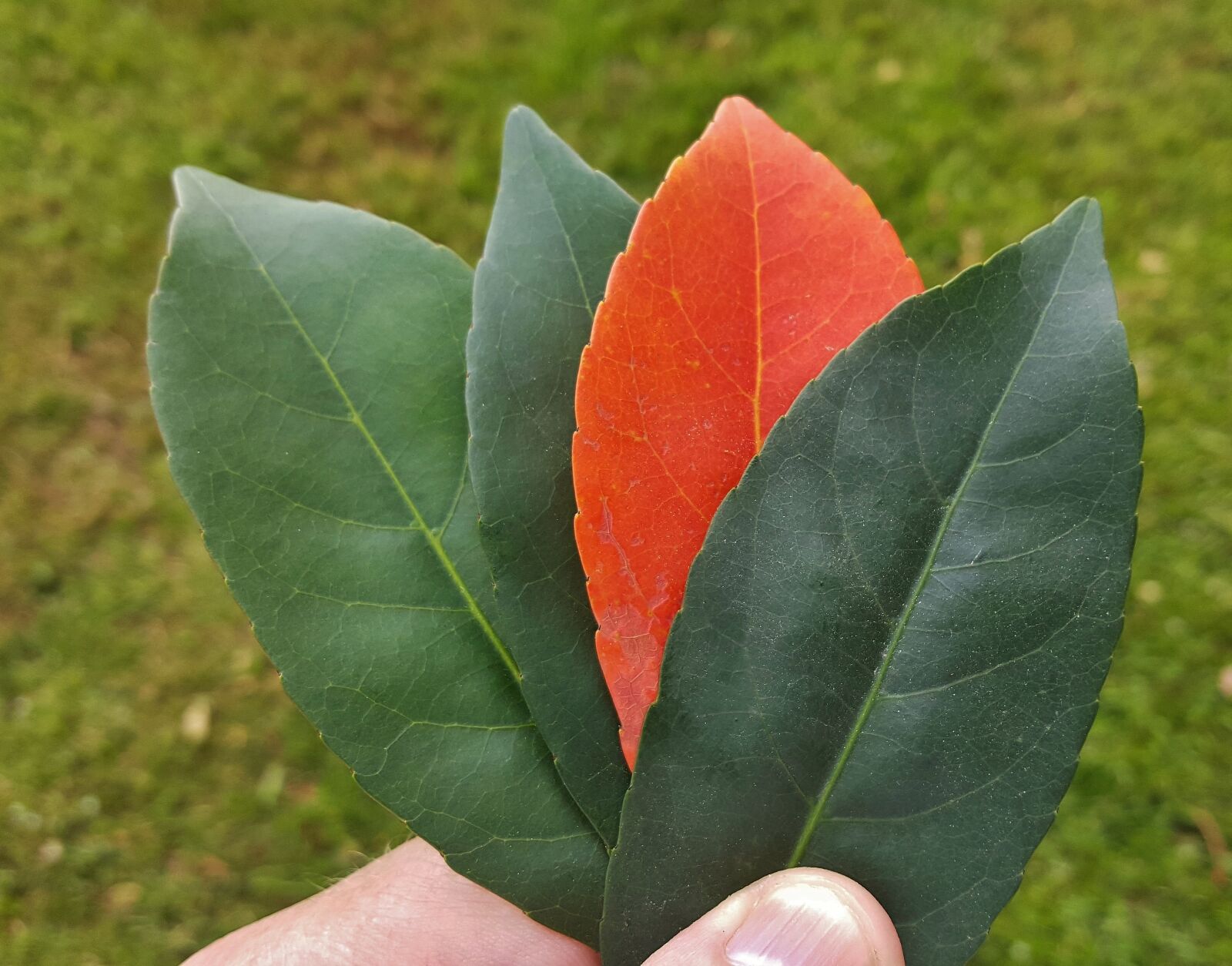 Samsung Galaxy Note5 sample photo. Leaves, fall, fall colors photography