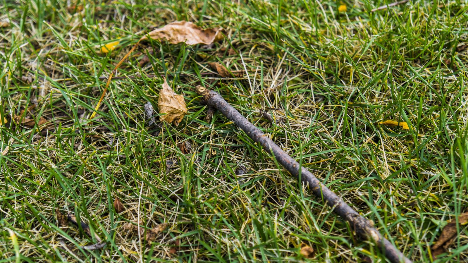 Sony Alpha a3000 + Sony E 18-55mm F3.5-5.6 OSS sample photo. Grass, twig, nature photography
