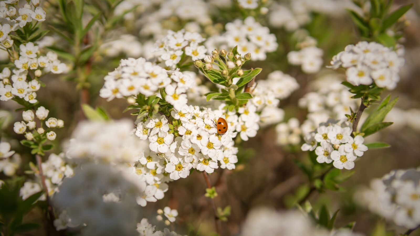30mm F1.4 DC DN | Contemporary 016 sample photo. Bush, spring, ladybug photography