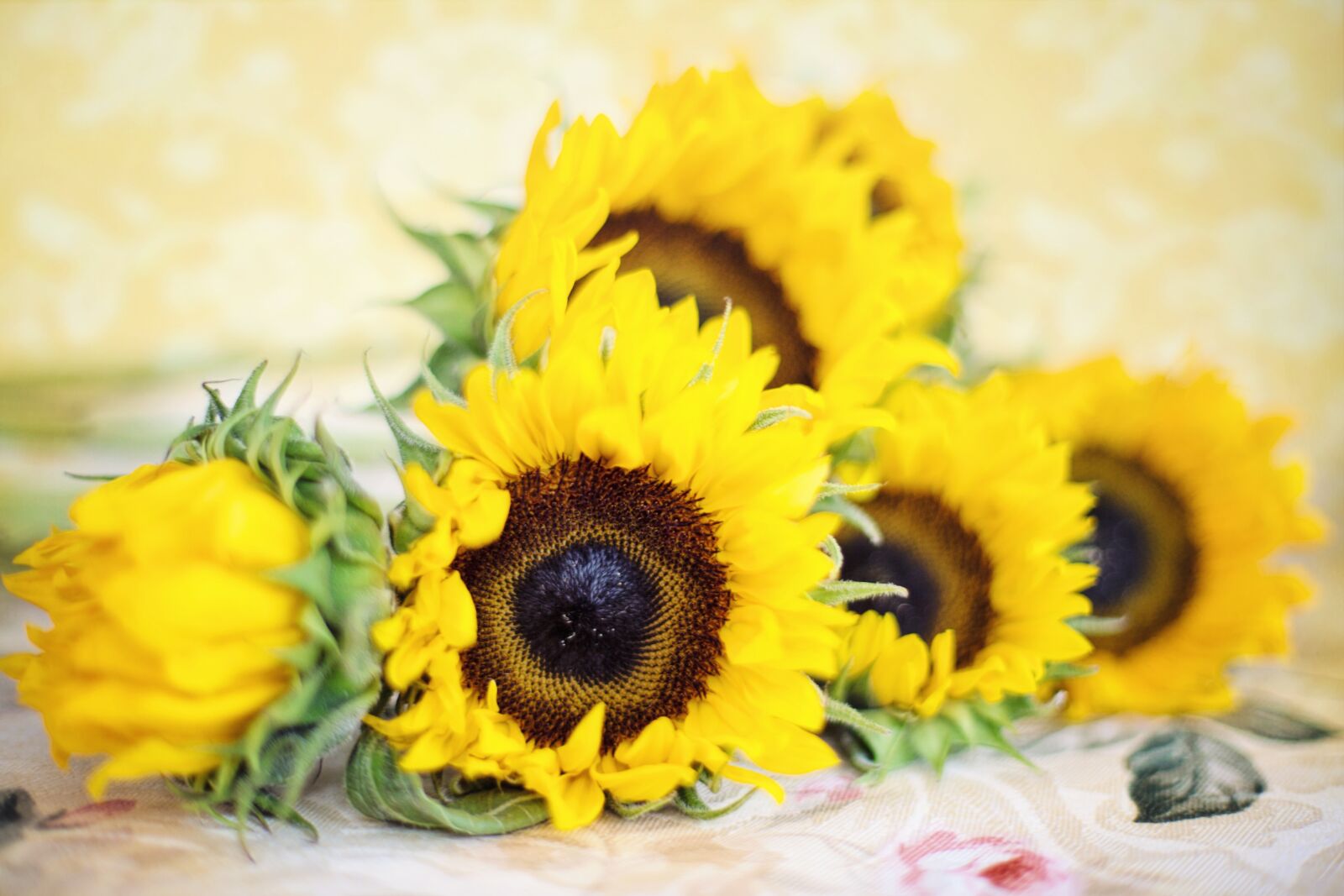 Canon EF 50mm F1.4 USM sample photo. Sunflowers, summer, yellow photography