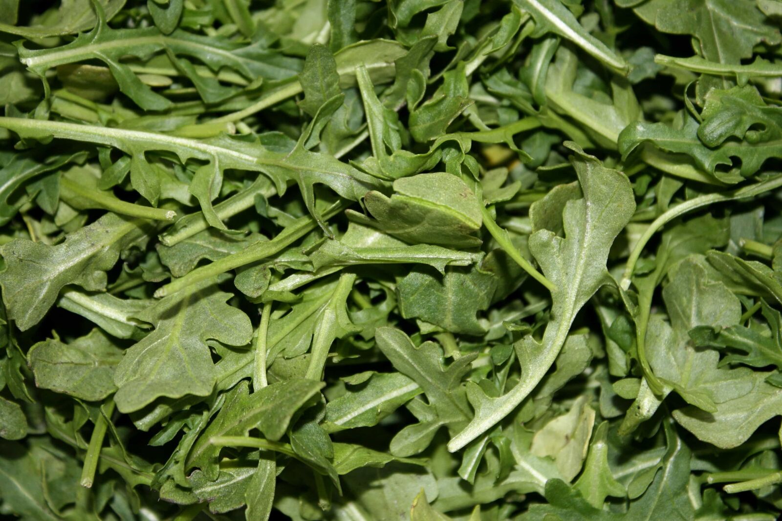 f/3.5-5.6 IS sample photo. Green leaf, salad, healthy photography