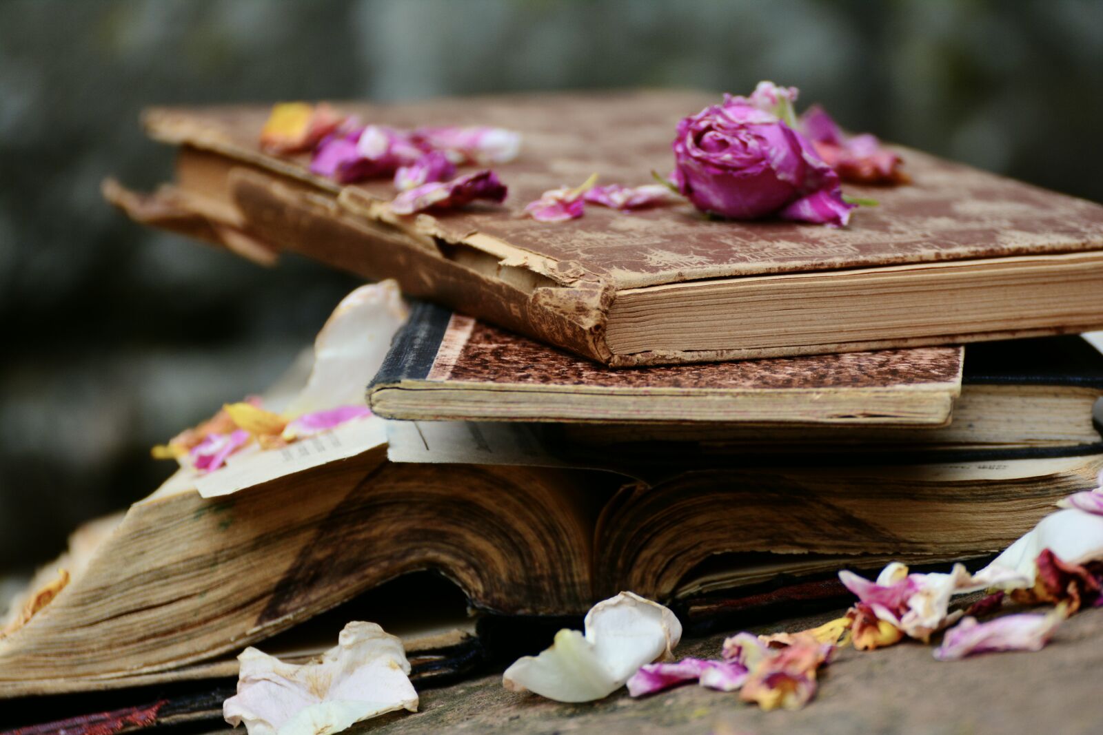 Nikon D5200 sample photo. Books, old books, antiquariat photography
