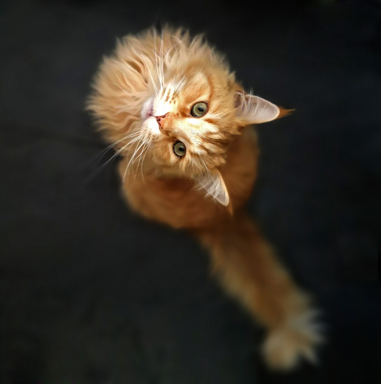 HUAWEI P20 sample photo. Cat, pet, domestic cat photography