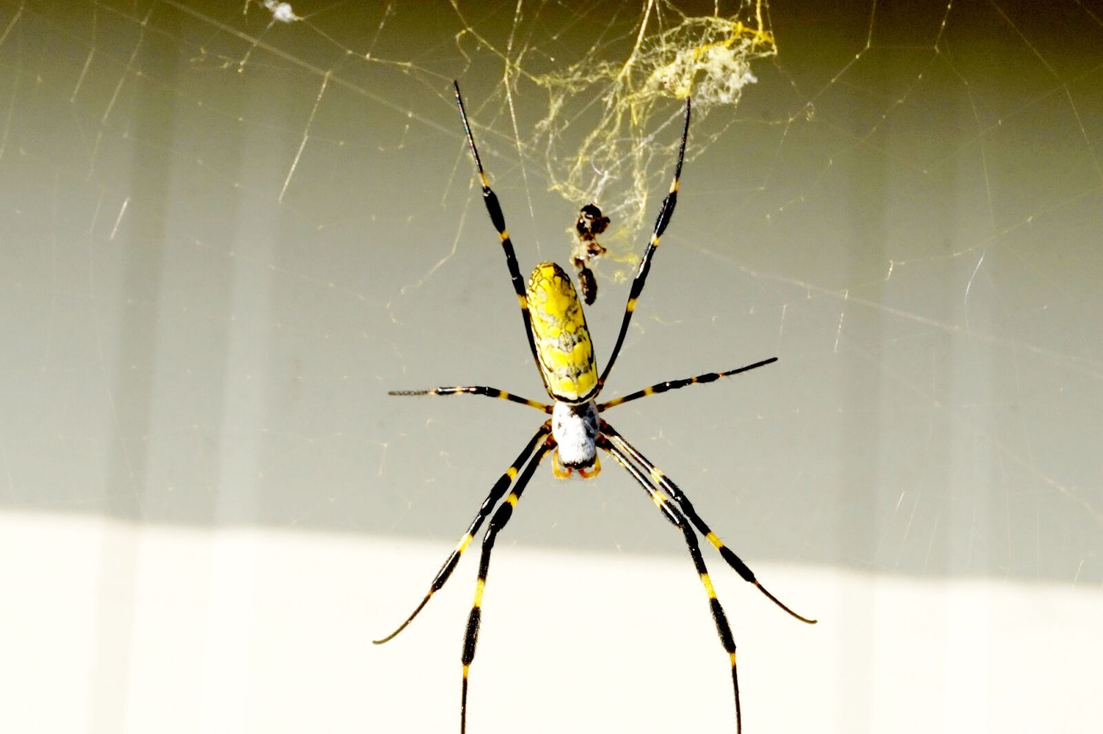 Sony Alpha a5000 (ILCE 5000) sample photo. Spider, yellow, splendor photography