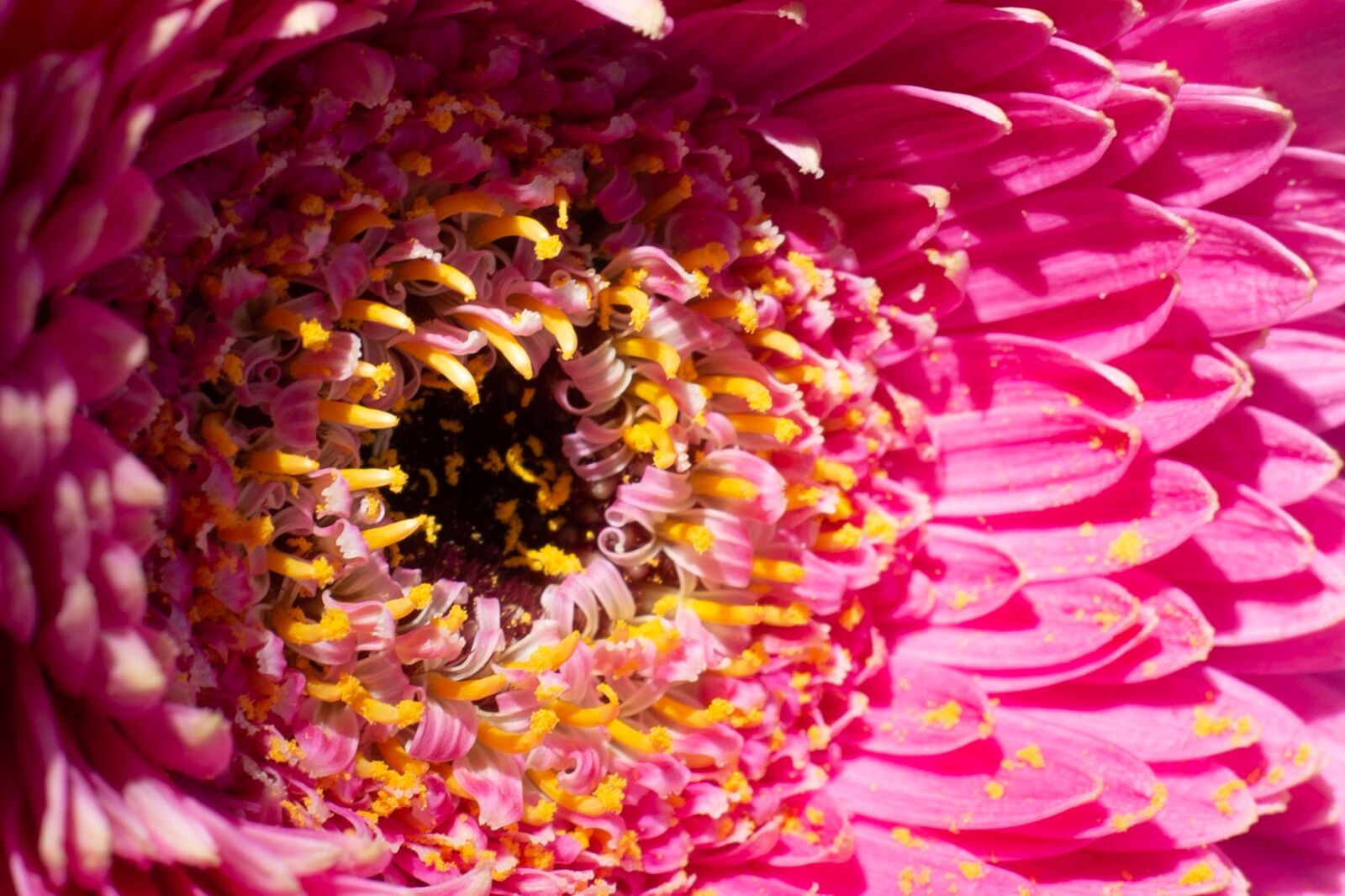 Canon EOS 70D + Canon EF 50mm F1.8 II sample photo. Macro, blossom, bloom photography