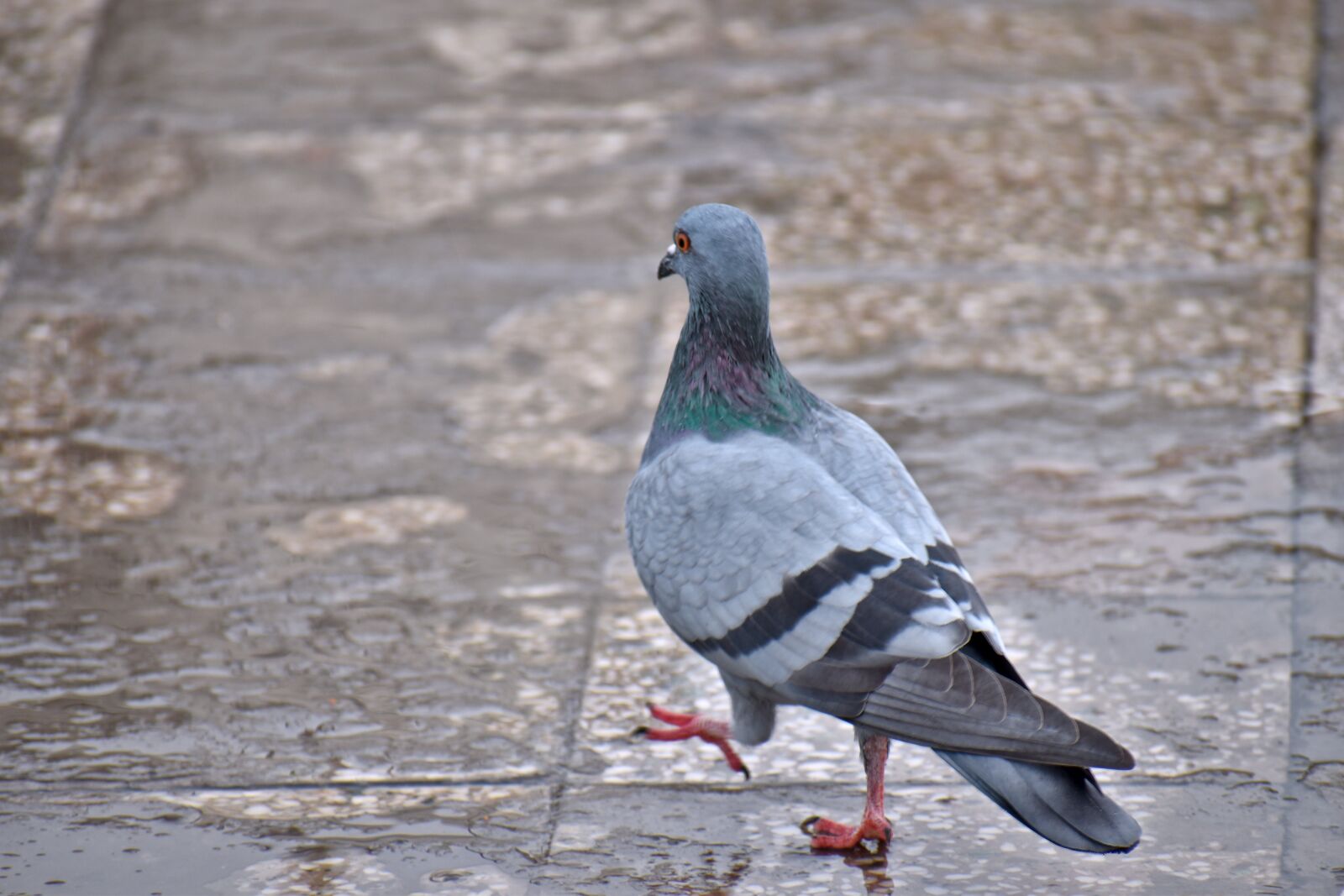 Nikon D5600 sample photo. Pigeon, rain walking, feral photography