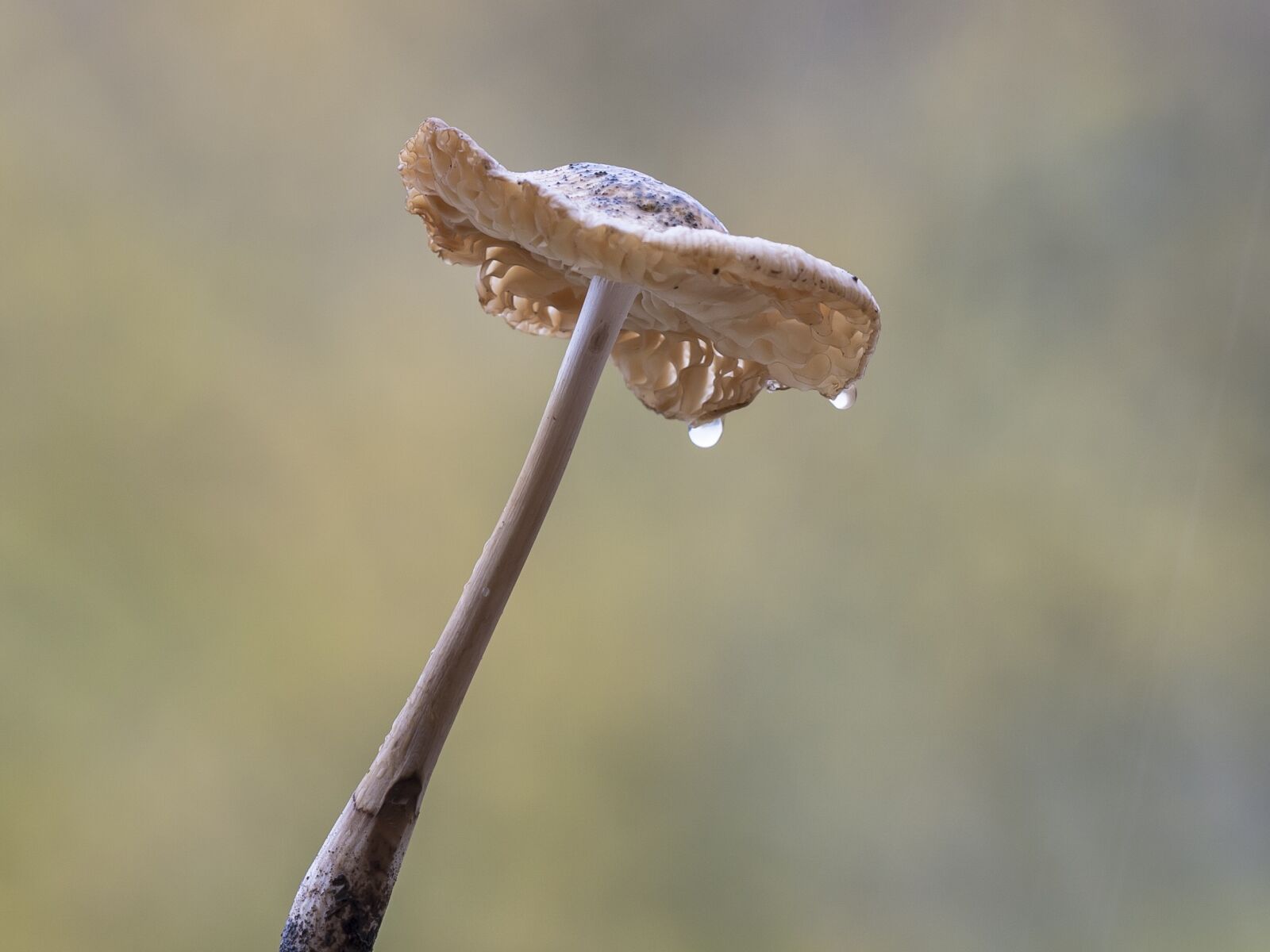 Canon EOS 400D (EOS Digital Rebel XTi / EOS Kiss Digital X) sample photo. Mushroom, raindrop, wet mushroom photography