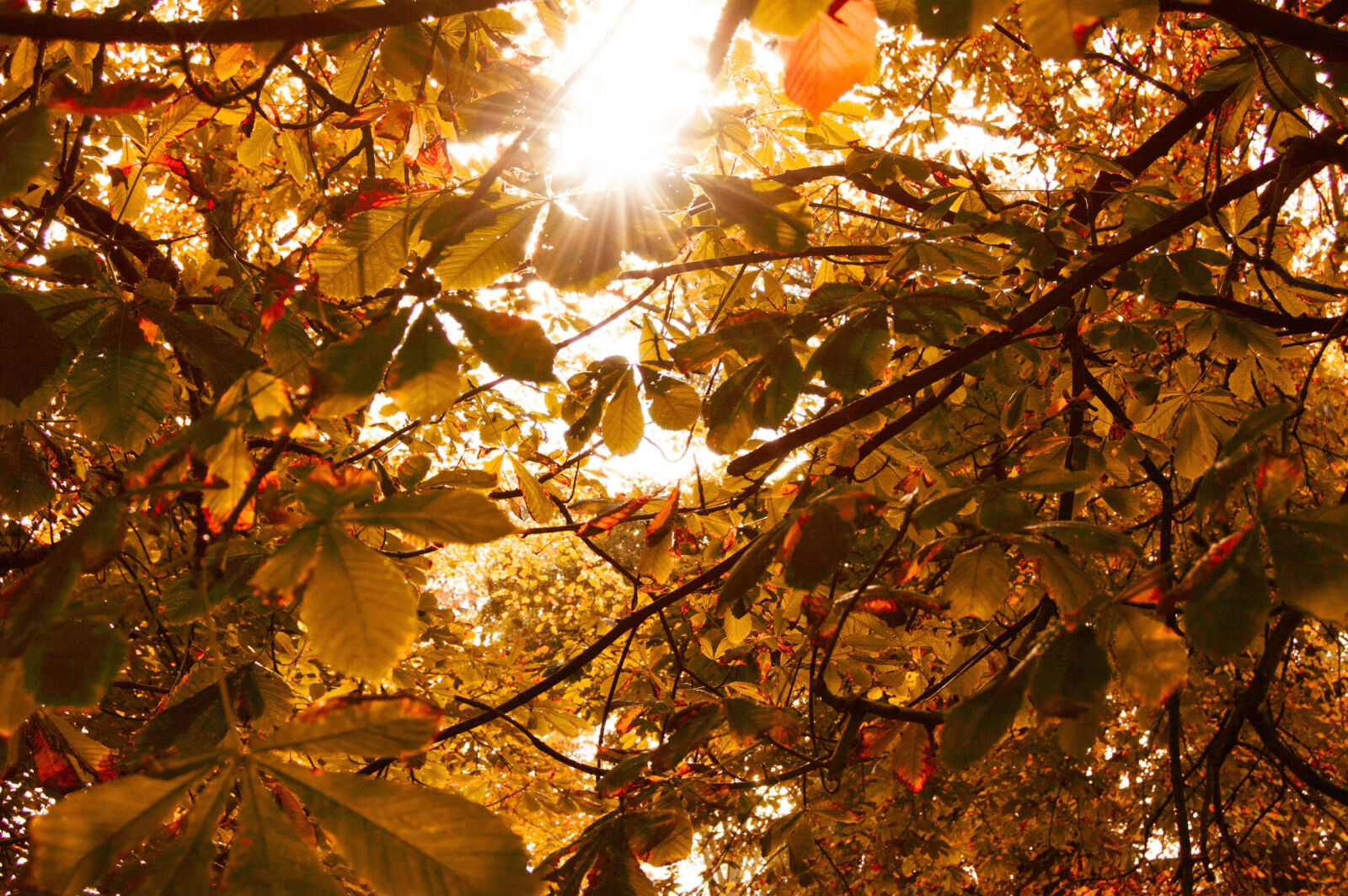 Nikon D3200 sample photo. Autumn, color, colour, colourful photography