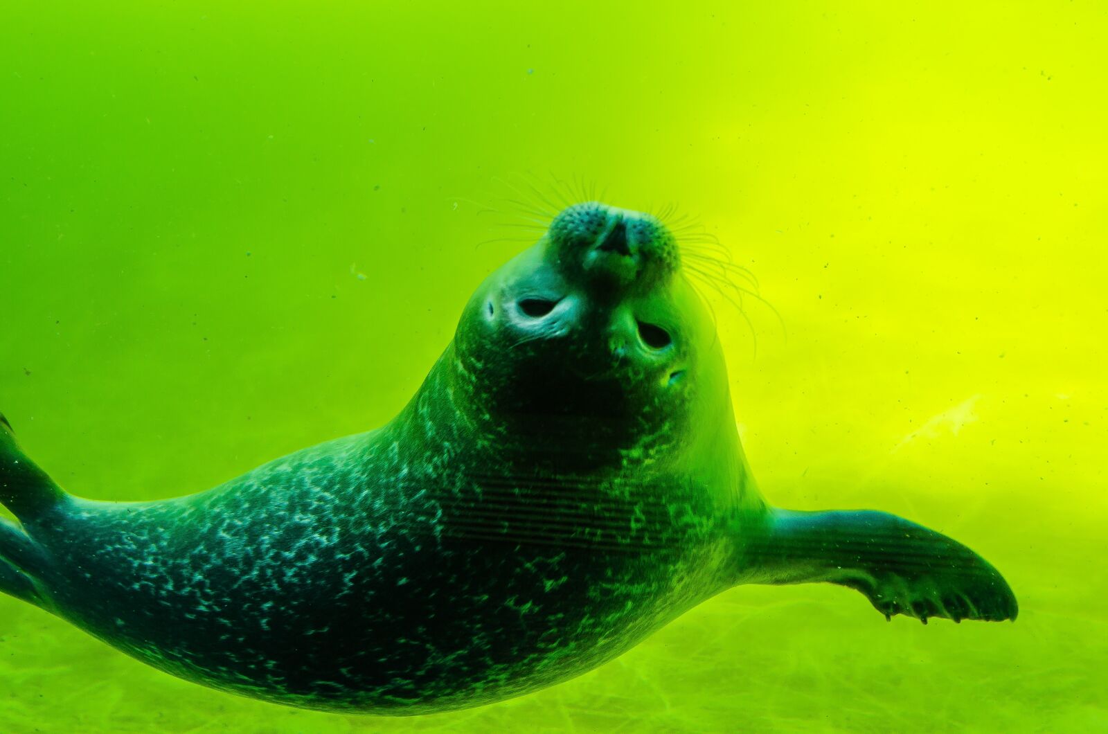 Nikon D5100 sample photo. Crawl, seal, north sea photography