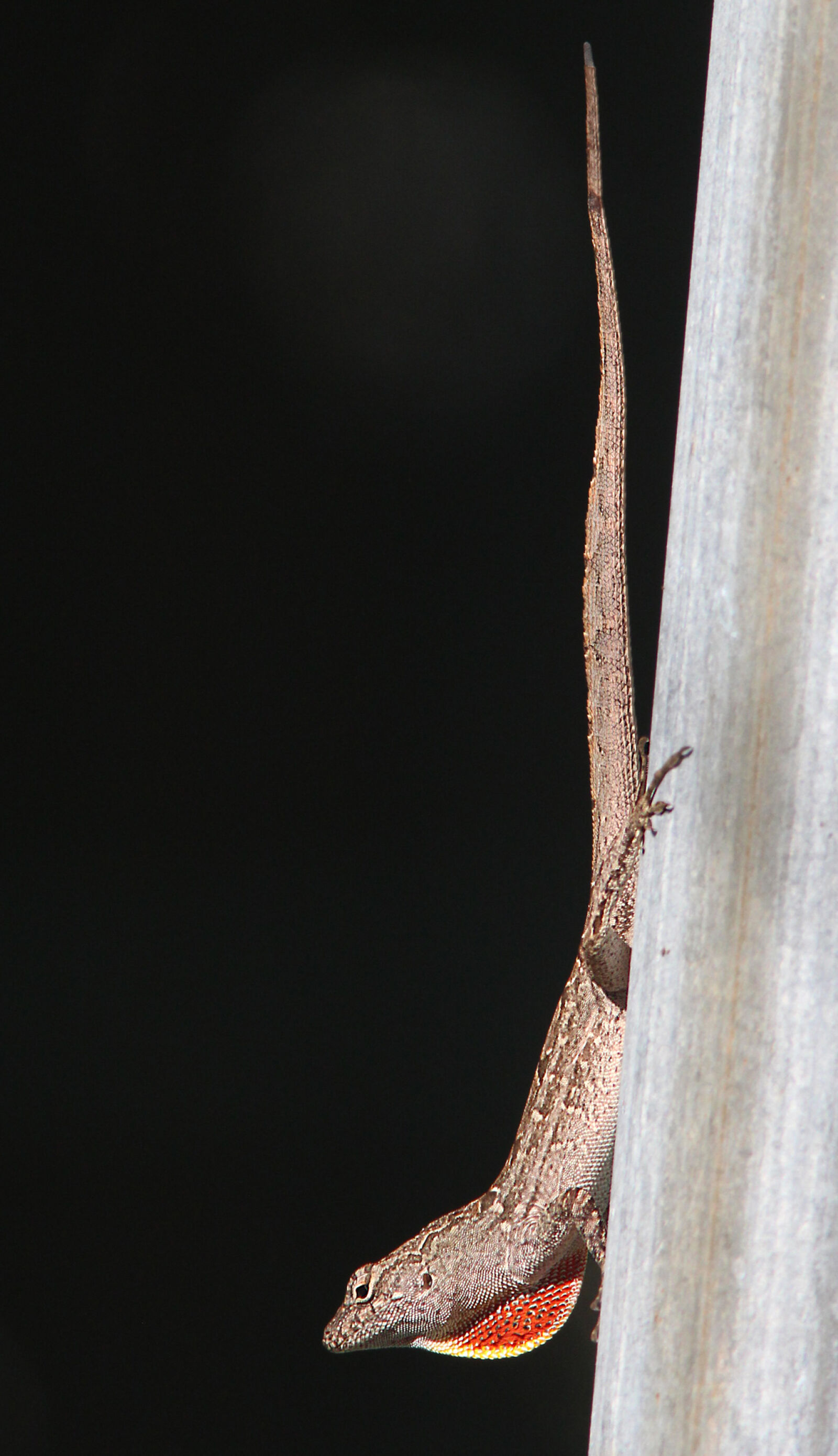Canon EF 300mm F4L IS USM sample photo