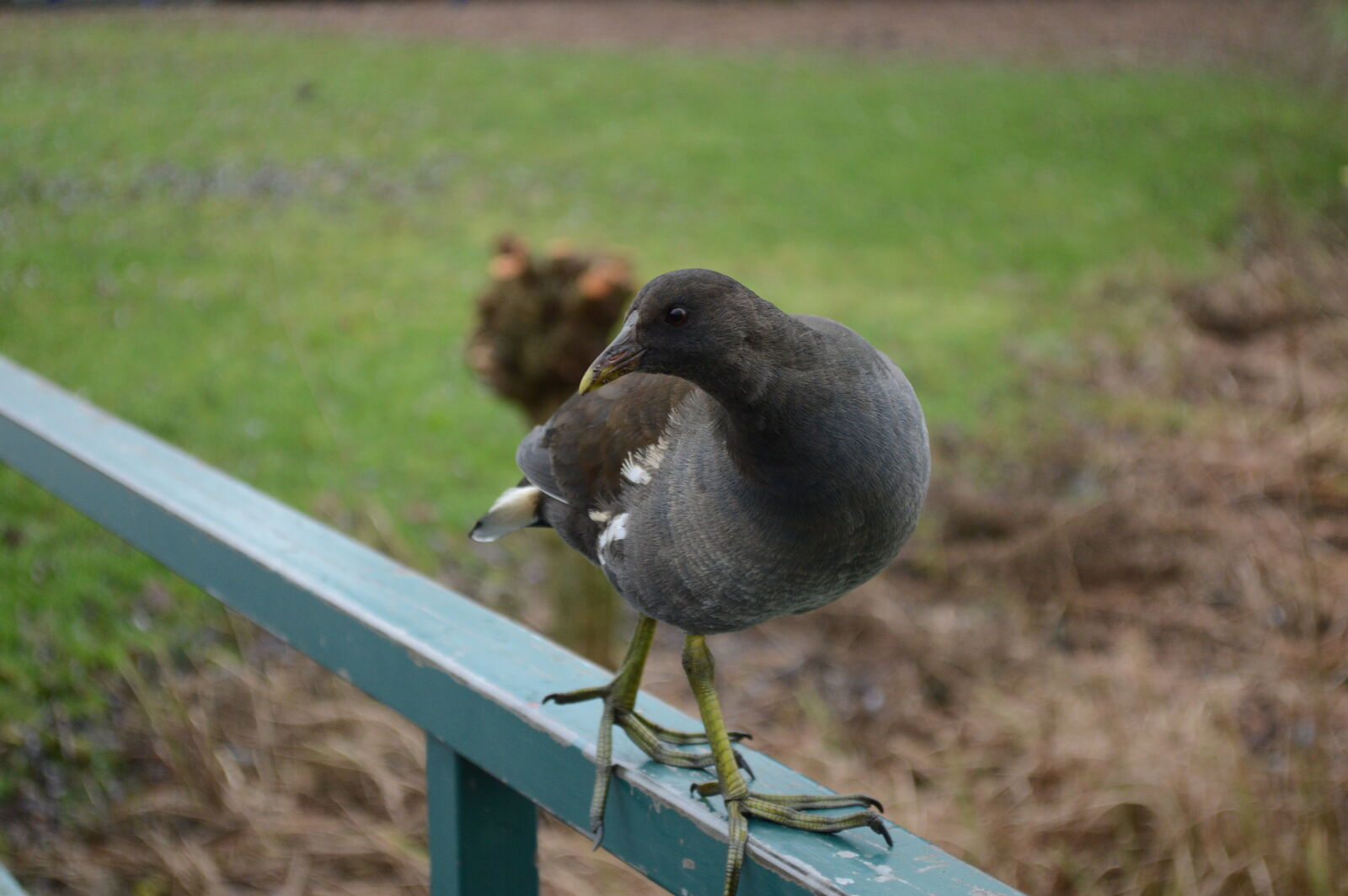 Nikon D3200 sample photo