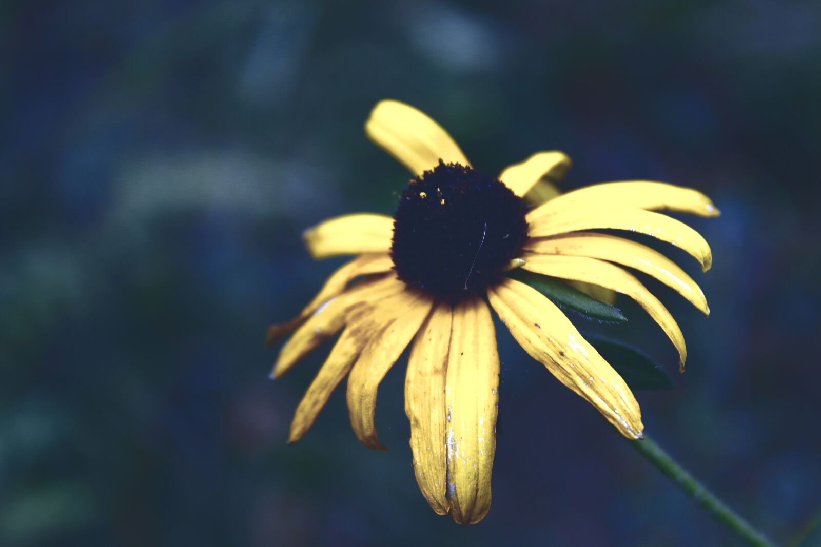 Canon EOS 70D sample photo. Flower, coneflower, yellow flower photography