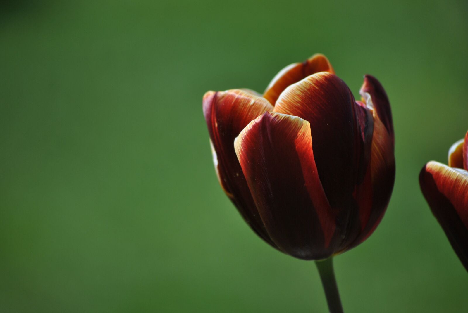 Nikon D3000 sample photo. Tulip, flower, spring photography