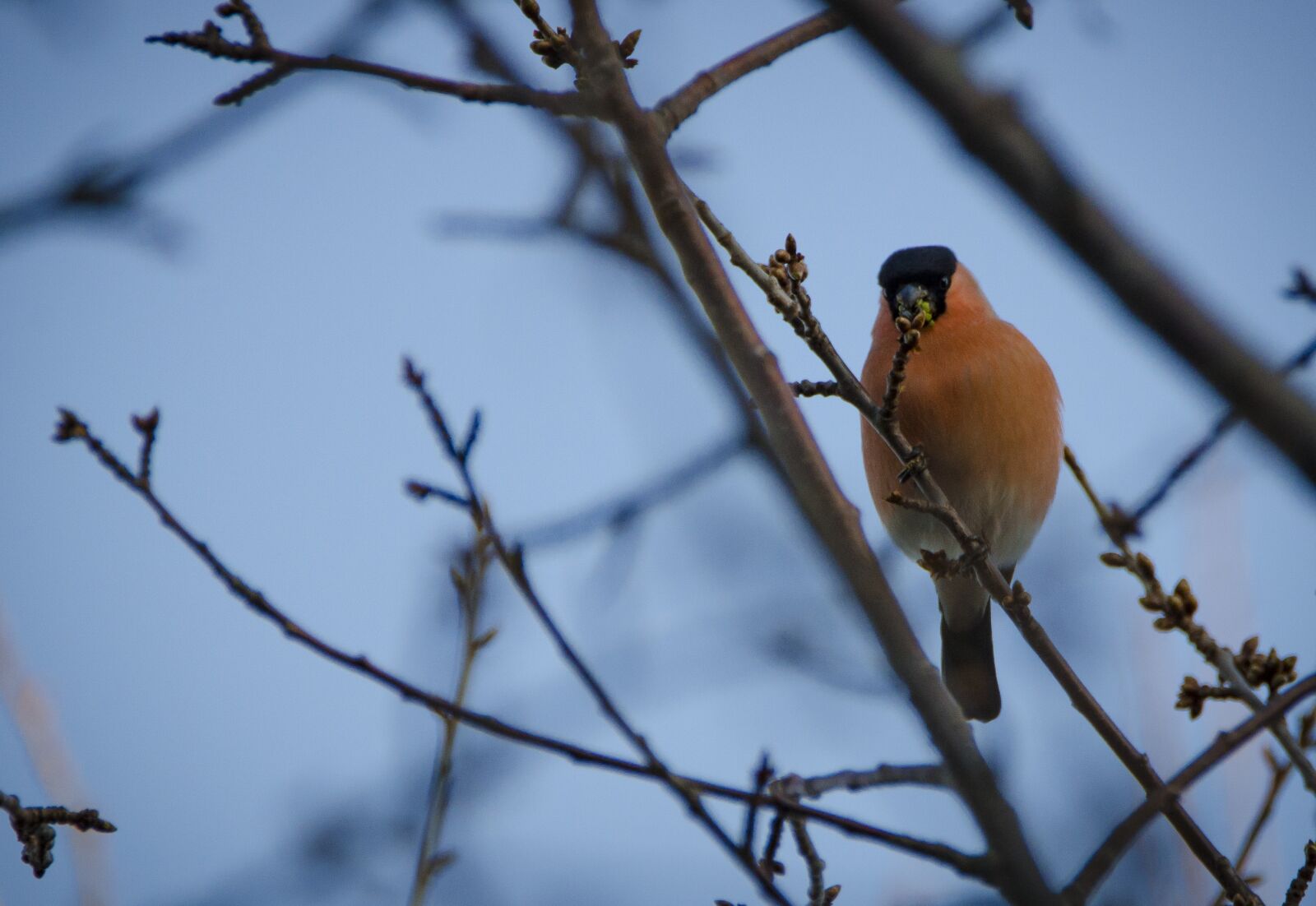 Tamron SP 150-600mm F5-6.3 Di VC USD sample photo. Bullfinch, spring, small birds photography