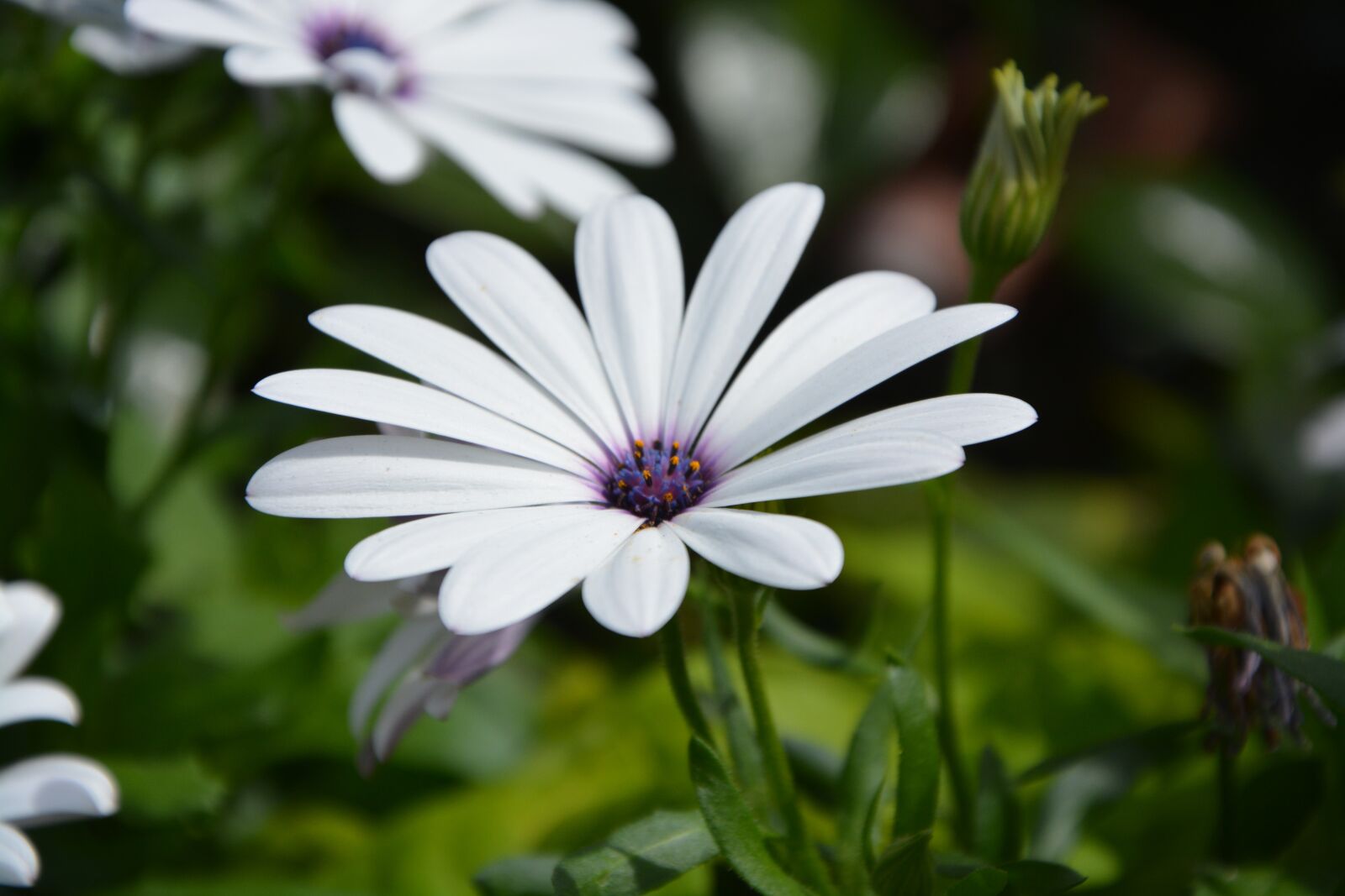 Nikon D5200 sample photo. Flowers, white flower, petals photography