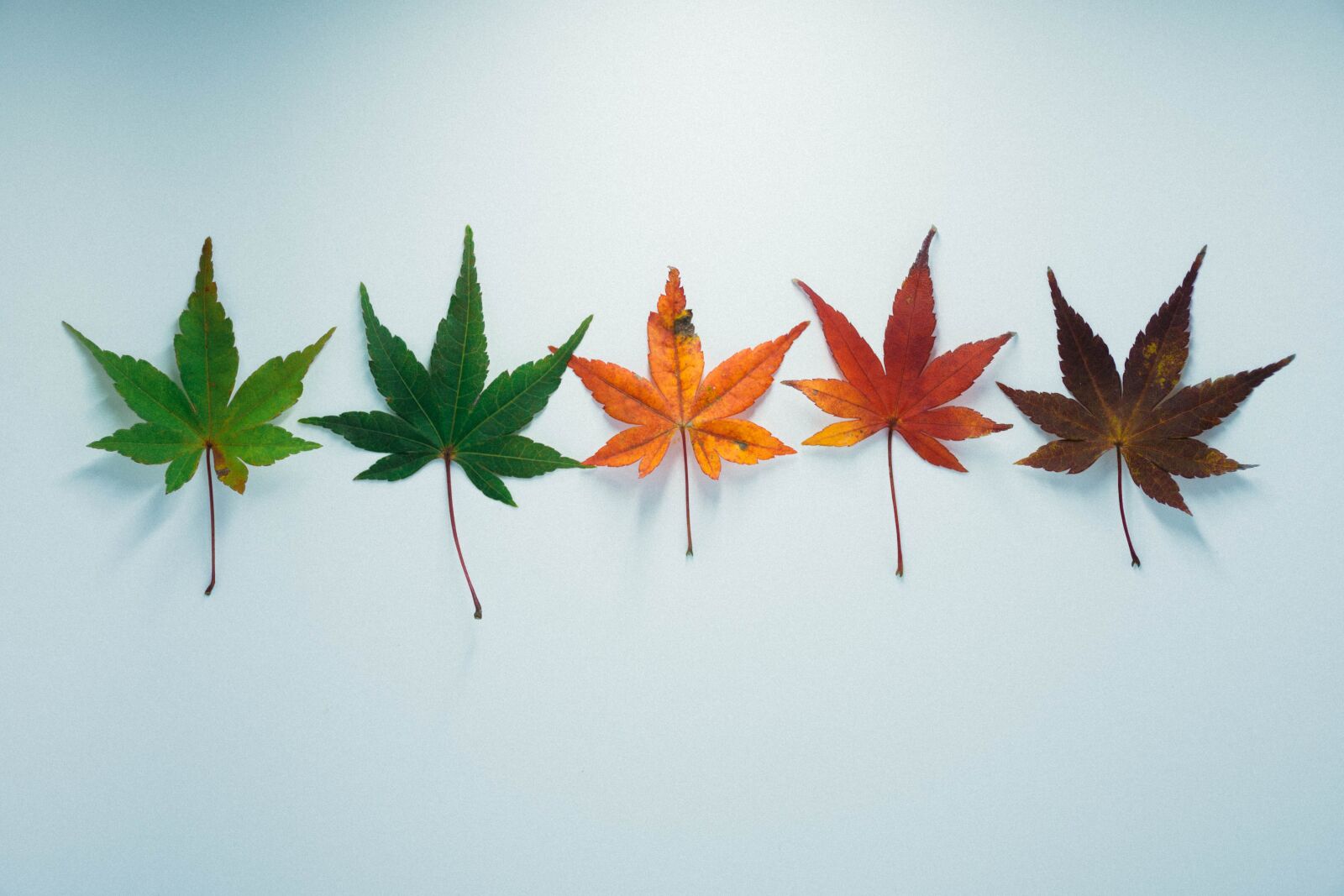 Nikon D7200 sample photo. Leaves, autumn, fall photography