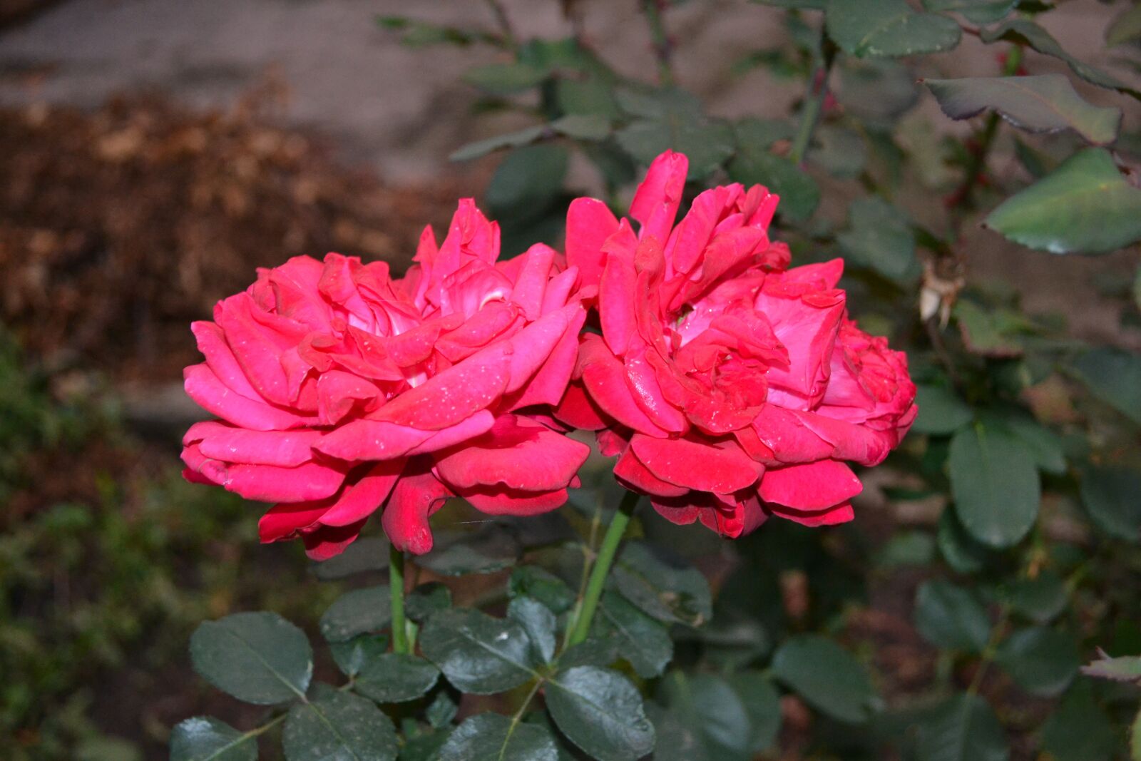 Nikon D3100 sample photo. Rose, roses, plant photography