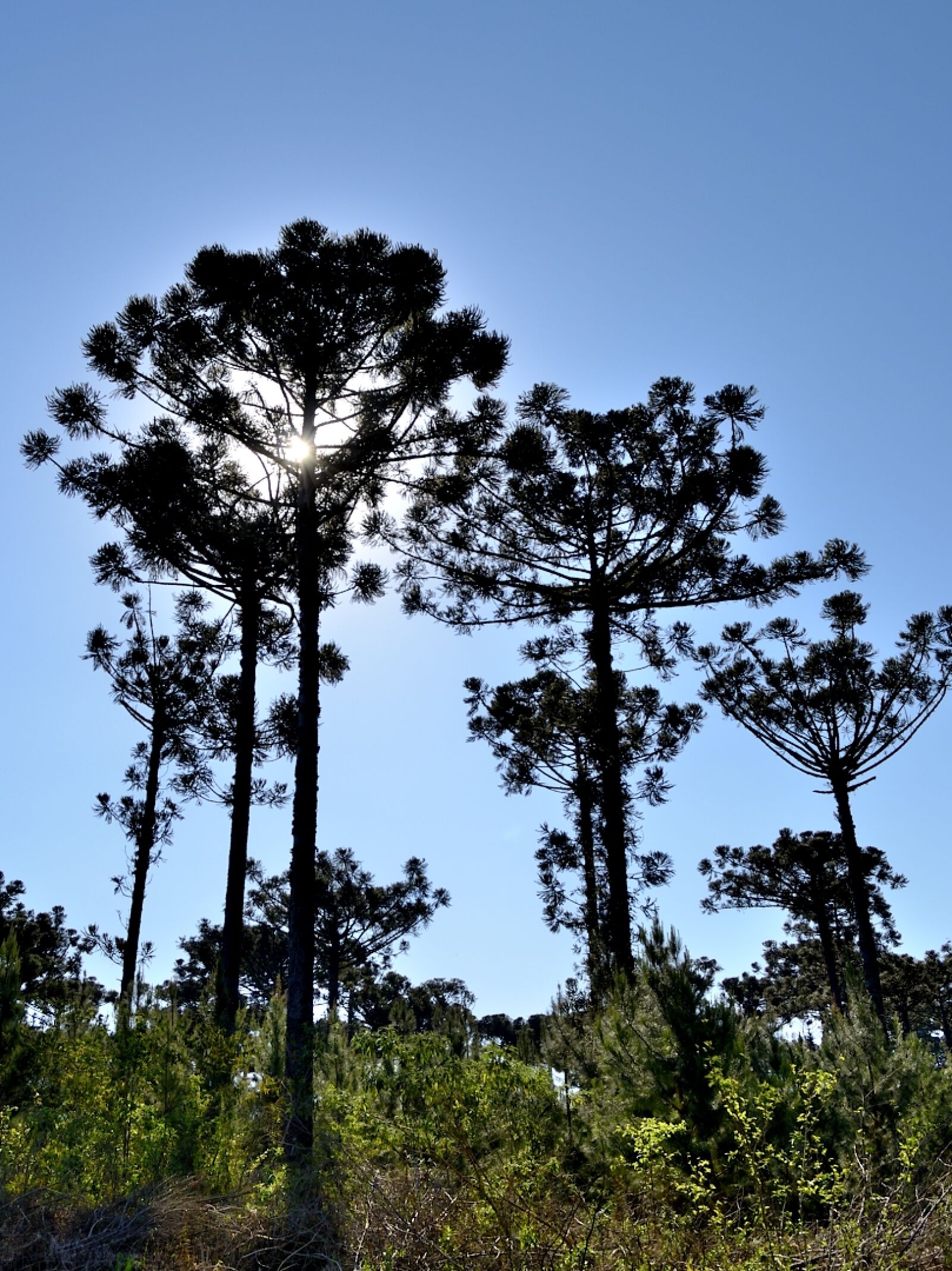 Nikon D5100 sample photo