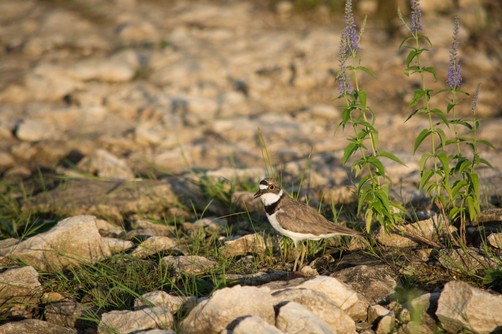 Nikon D7100 sample photo. The plovers, plover, birdie photography