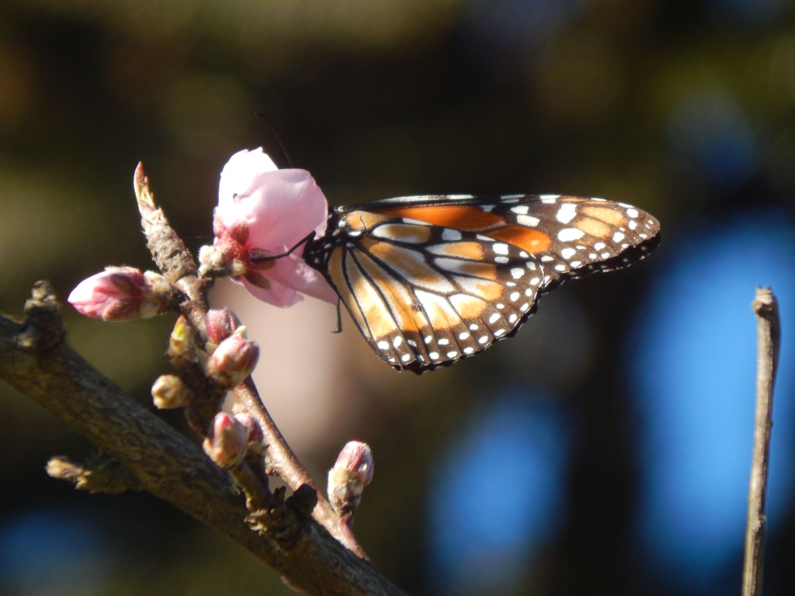 Nikon Coolpix L820 sample photo. Butterfly, sucking, peach blossom photography