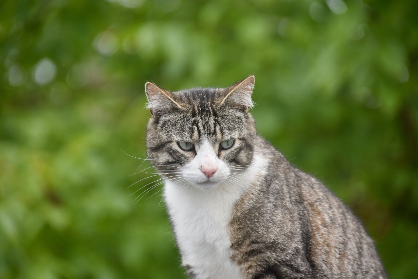 Nikon D5600 sample photo. Cat, feline, animal portrait photography
