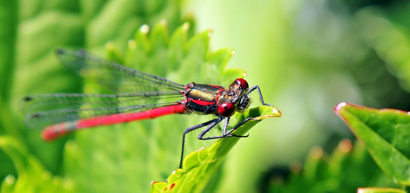 Canon EOS 550D (EOS Rebel T2i / EOS Kiss X4) sample photo. Dragonfly, red, insect photography
