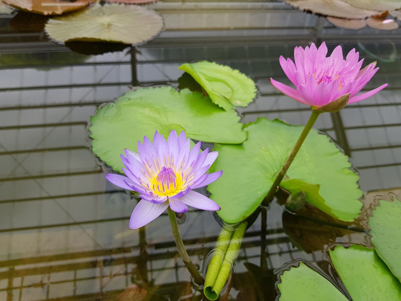 Samsung Galaxy S8+ sample photo. Lotus, water lilies, garden photography