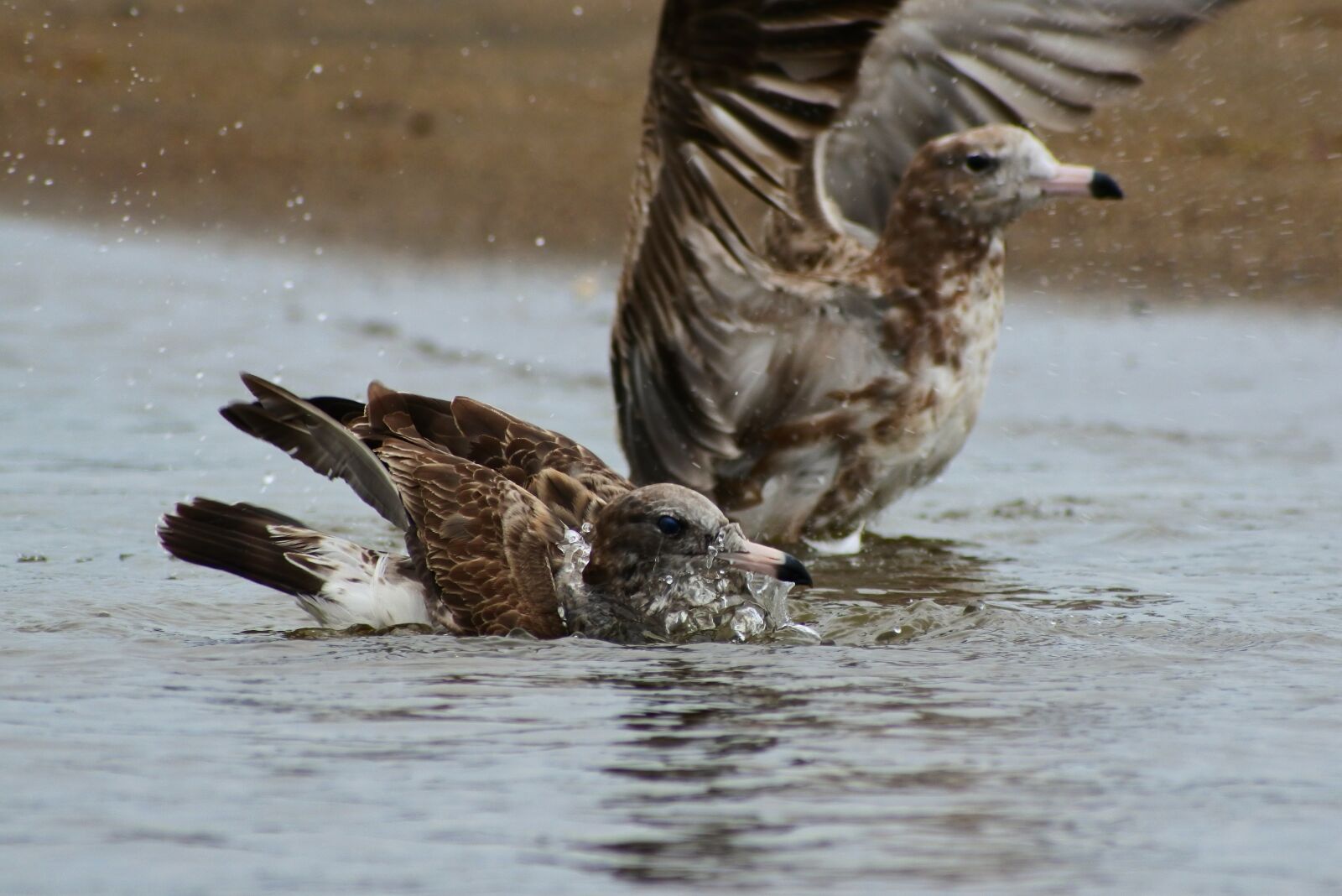 VR 70-300mm f/4.5-6.3G sample photo. Animal, sea, beach photography