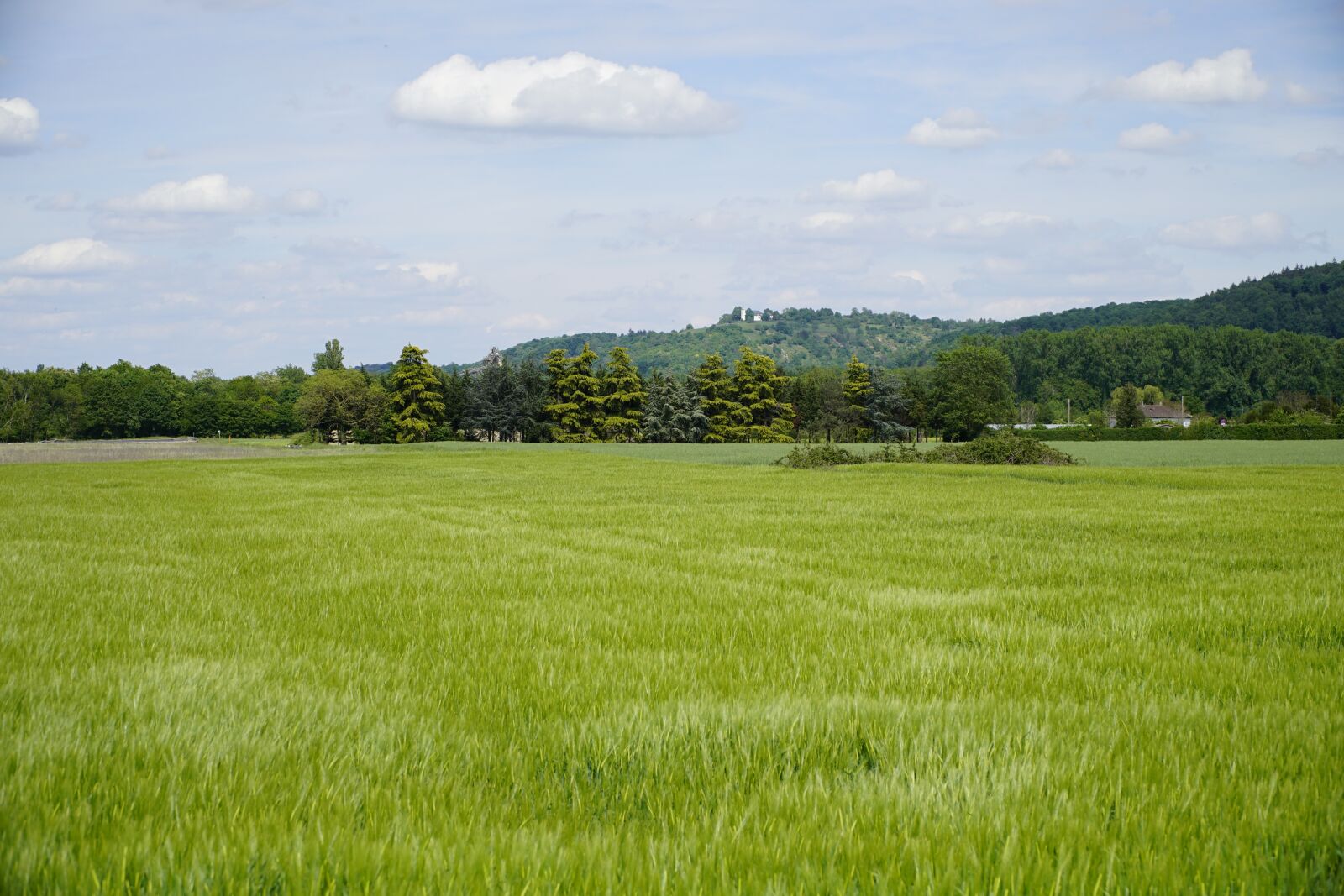 Sony a7R II + Sony E PZ 18-105mm F4 G OSS sample photo. Spring, day, barley photography