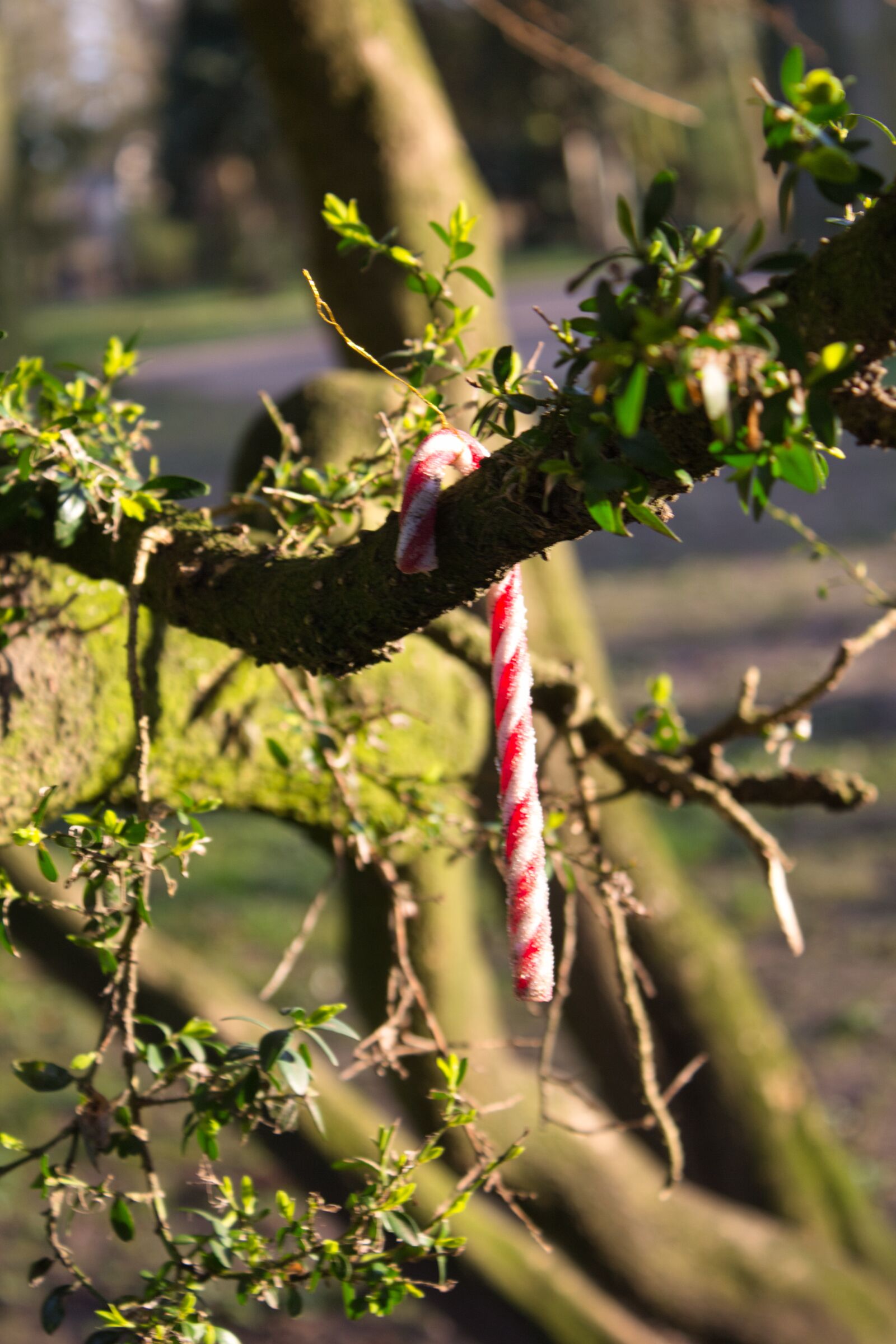 Canon EOS 700D (EOS Rebel T5i / EOS Kiss X7i) sample photo. Candycane, sugar, holidays photography