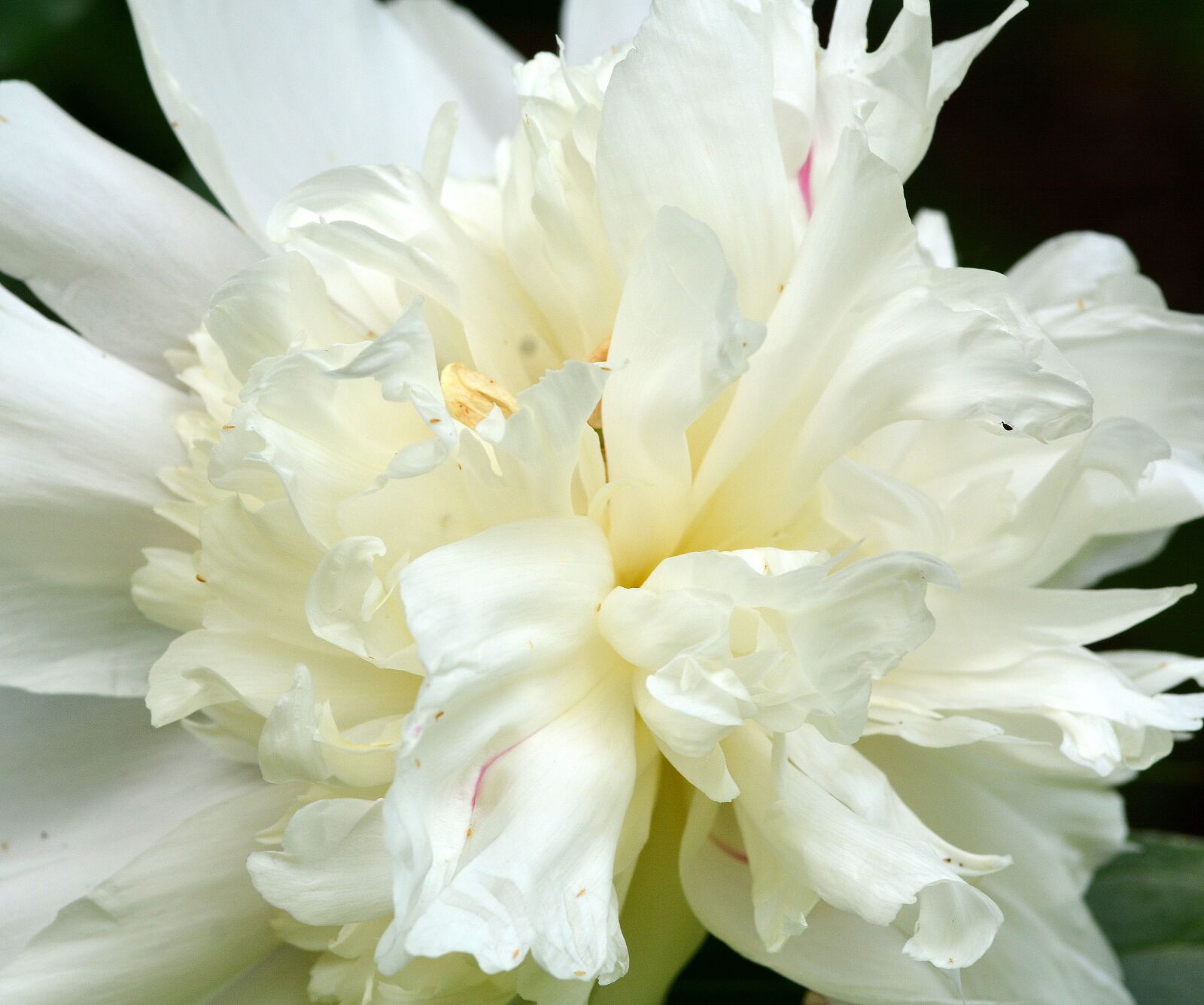 Nikon D7100 sample photo. Flower, peony, nature photography
