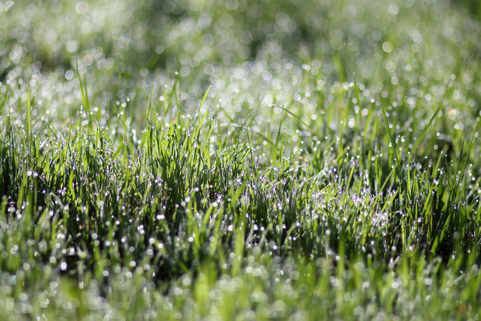 Canon EF 85mm F1.8 USM sample photo. Grass, dew, morning photography