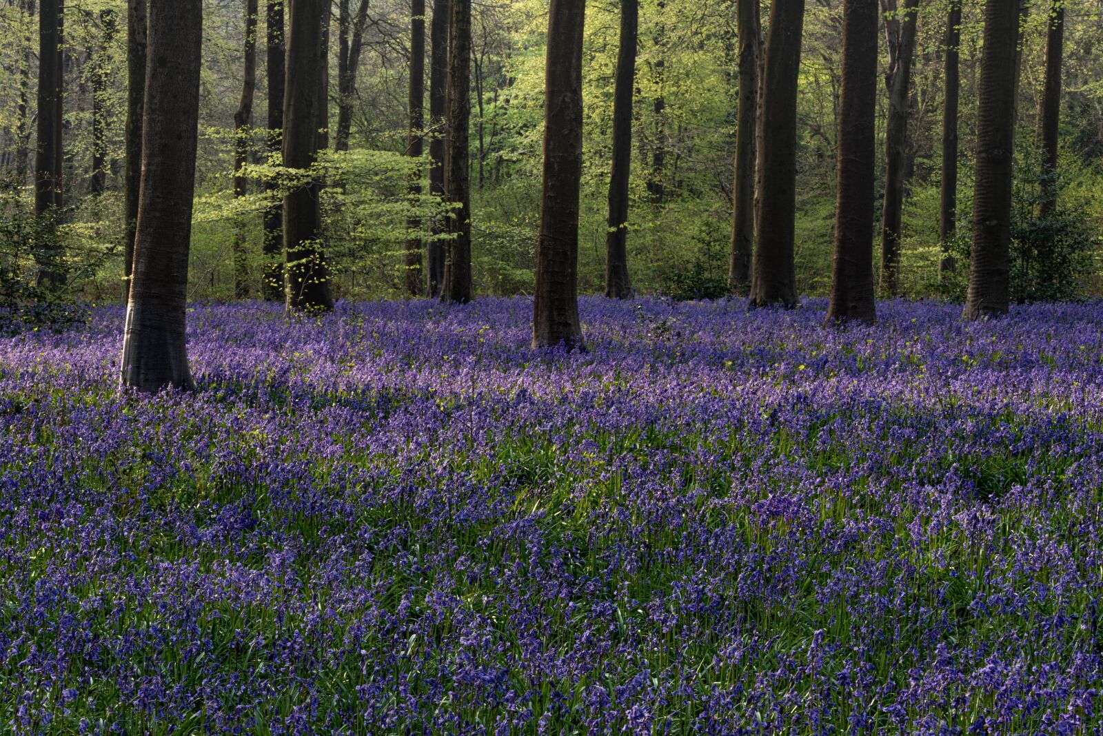 Nikon D810 sample photo. Bluebells, plant, nature photography