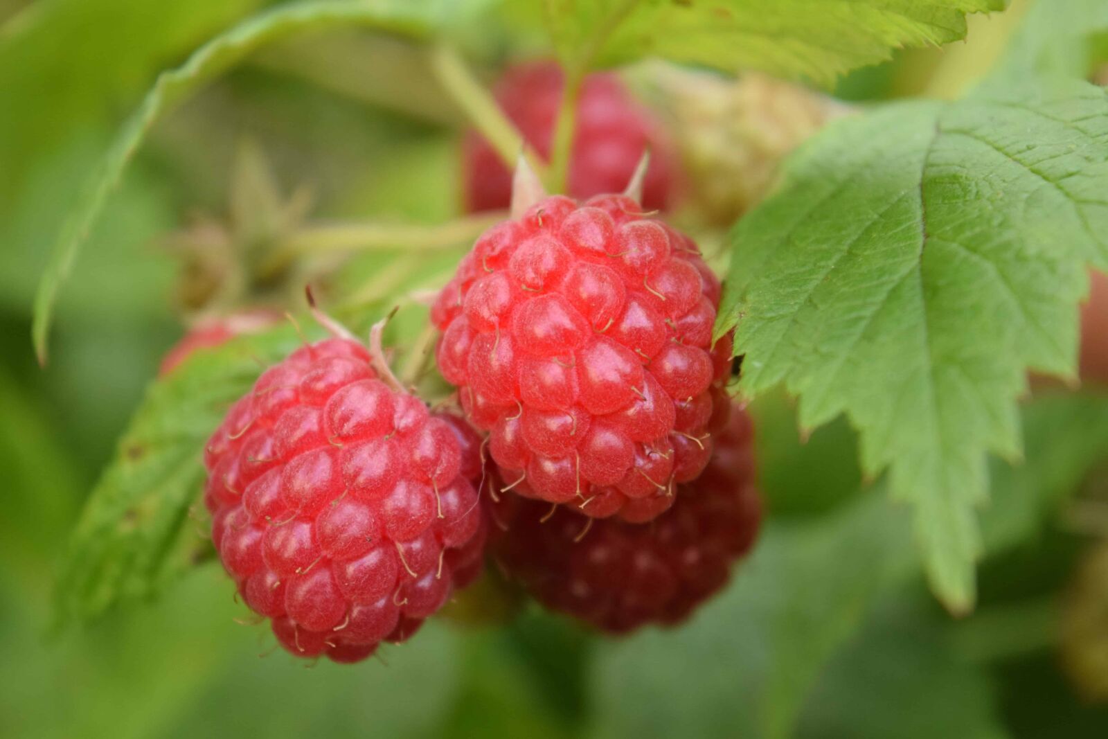 Nikon D3300 sample photo. Nature, summer, fruit, leaf photography