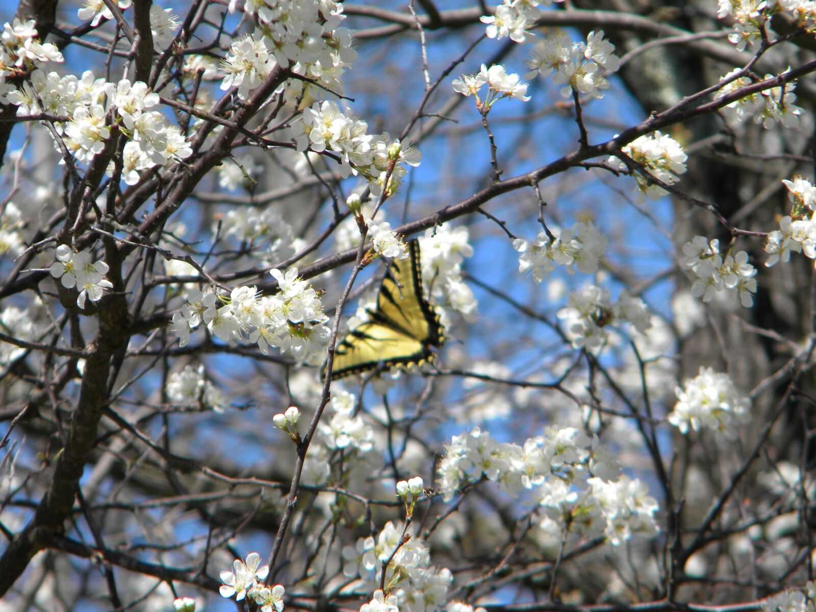 Nikon Coolpix L100 sample photo. Yellow and black butterfly photography