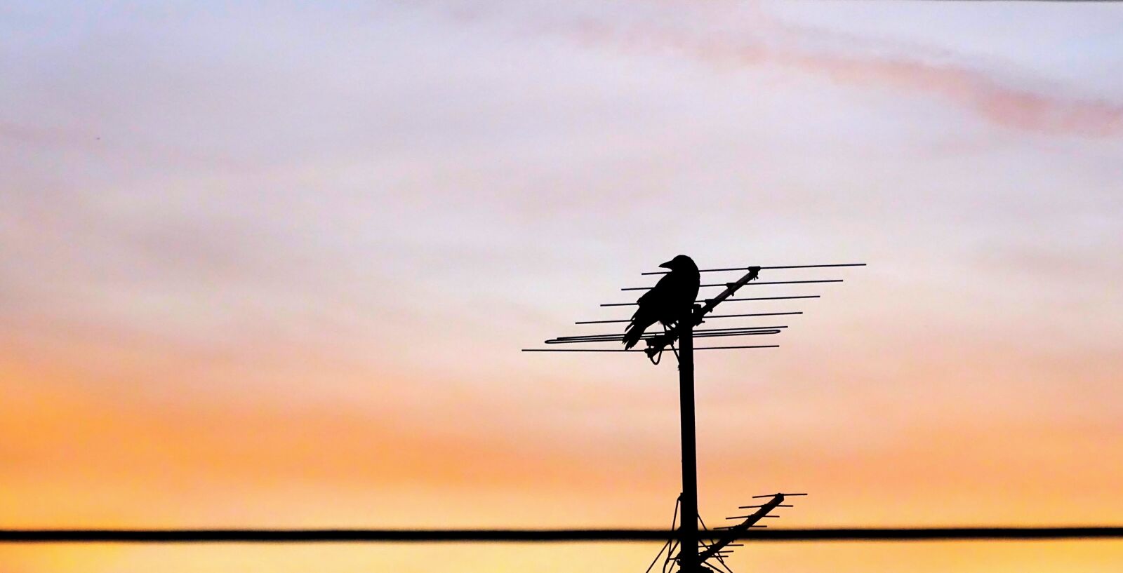 Sony 24-210mm F2.8-6.3 sample photo. Crow, on, antenna, during photography