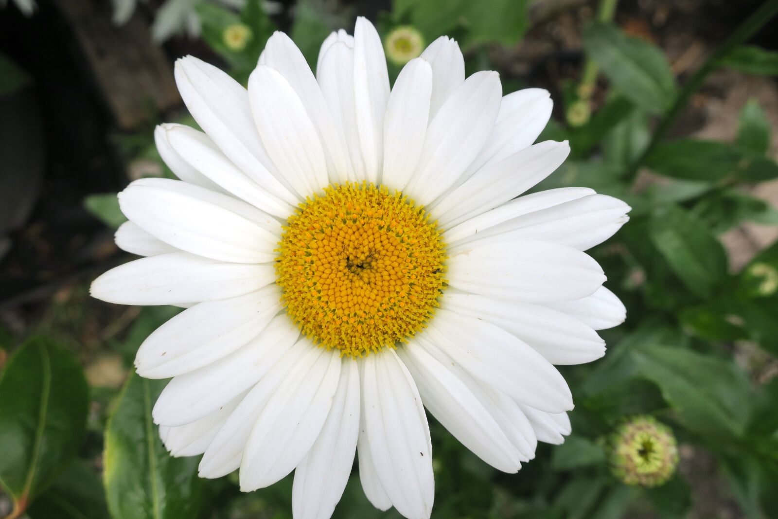 Canon PowerShot G9 X sample photo. White flower, daisy flower photography