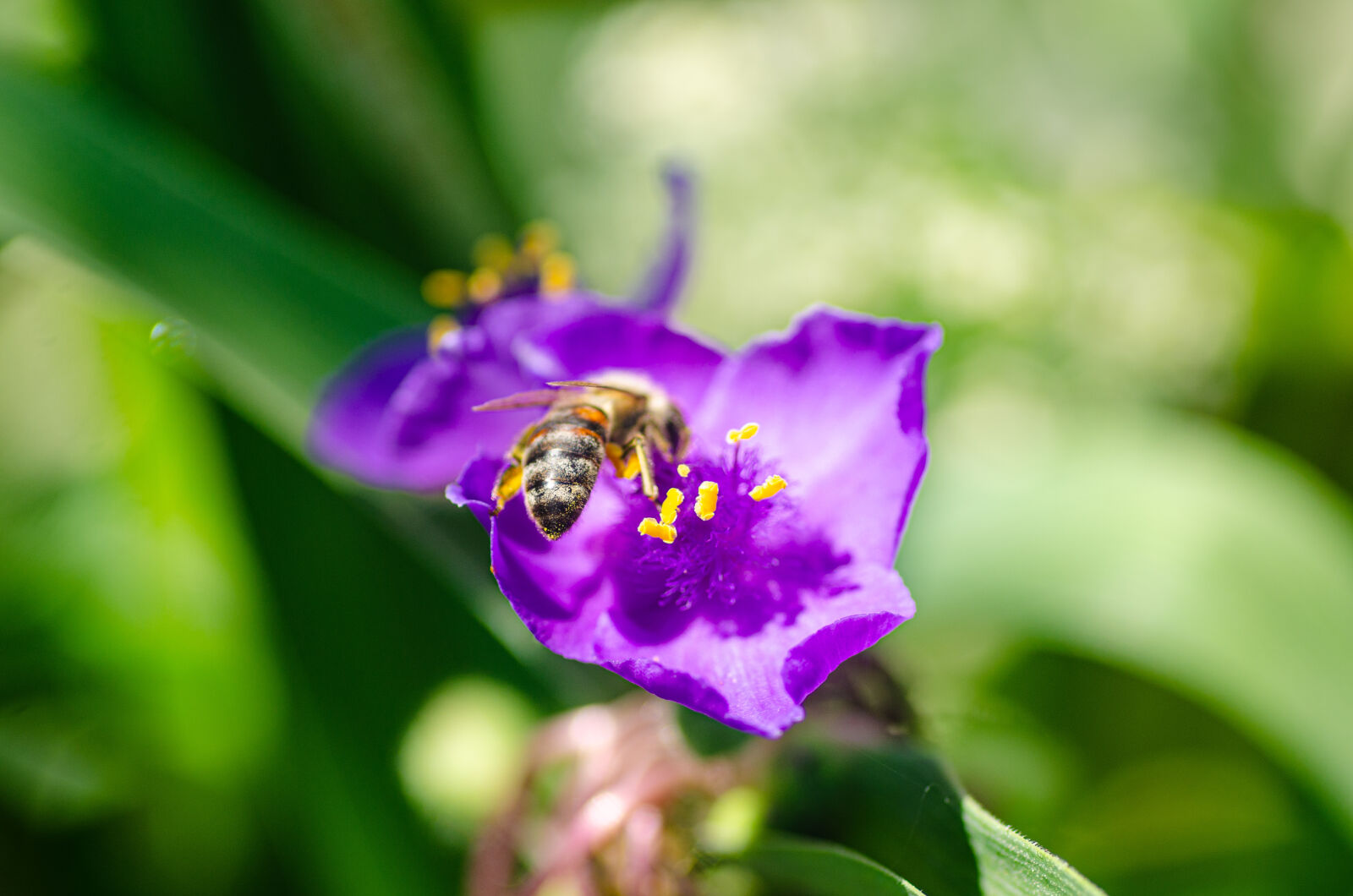 Tamron SP AF 90mm F2.8 Di Macro sample photo