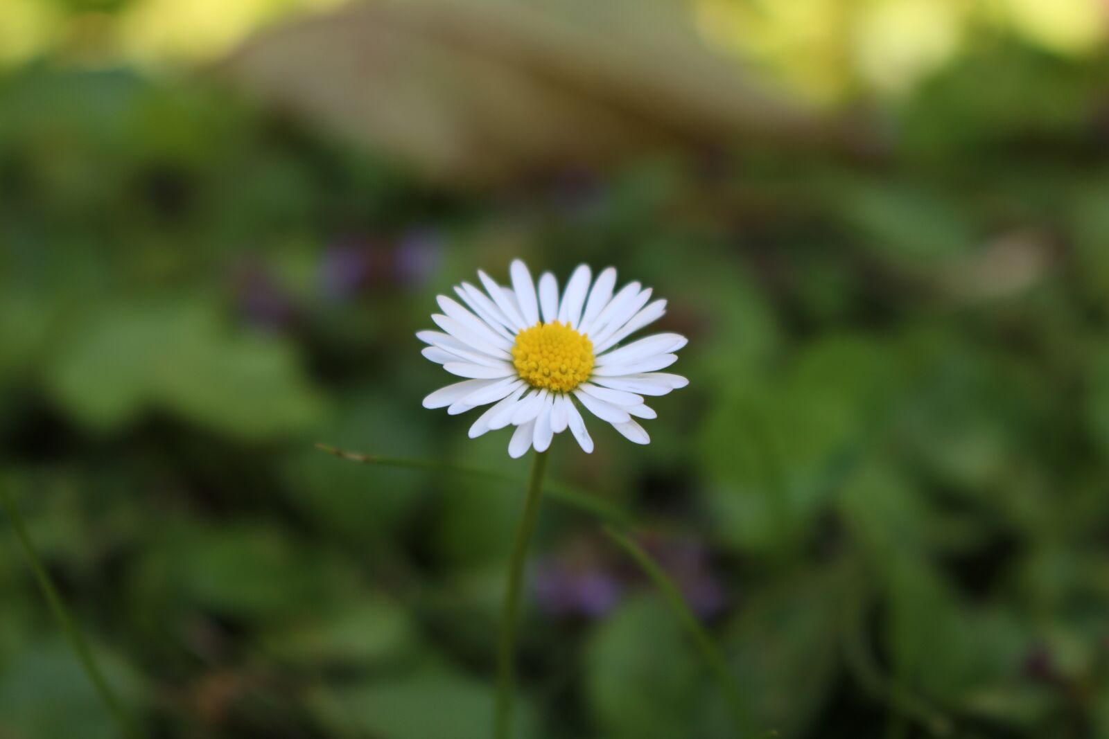 Canon EOS 750D (EOS Rebel T6i / EOS Kiss X8i) sample photo. Flower, macro, close up photography