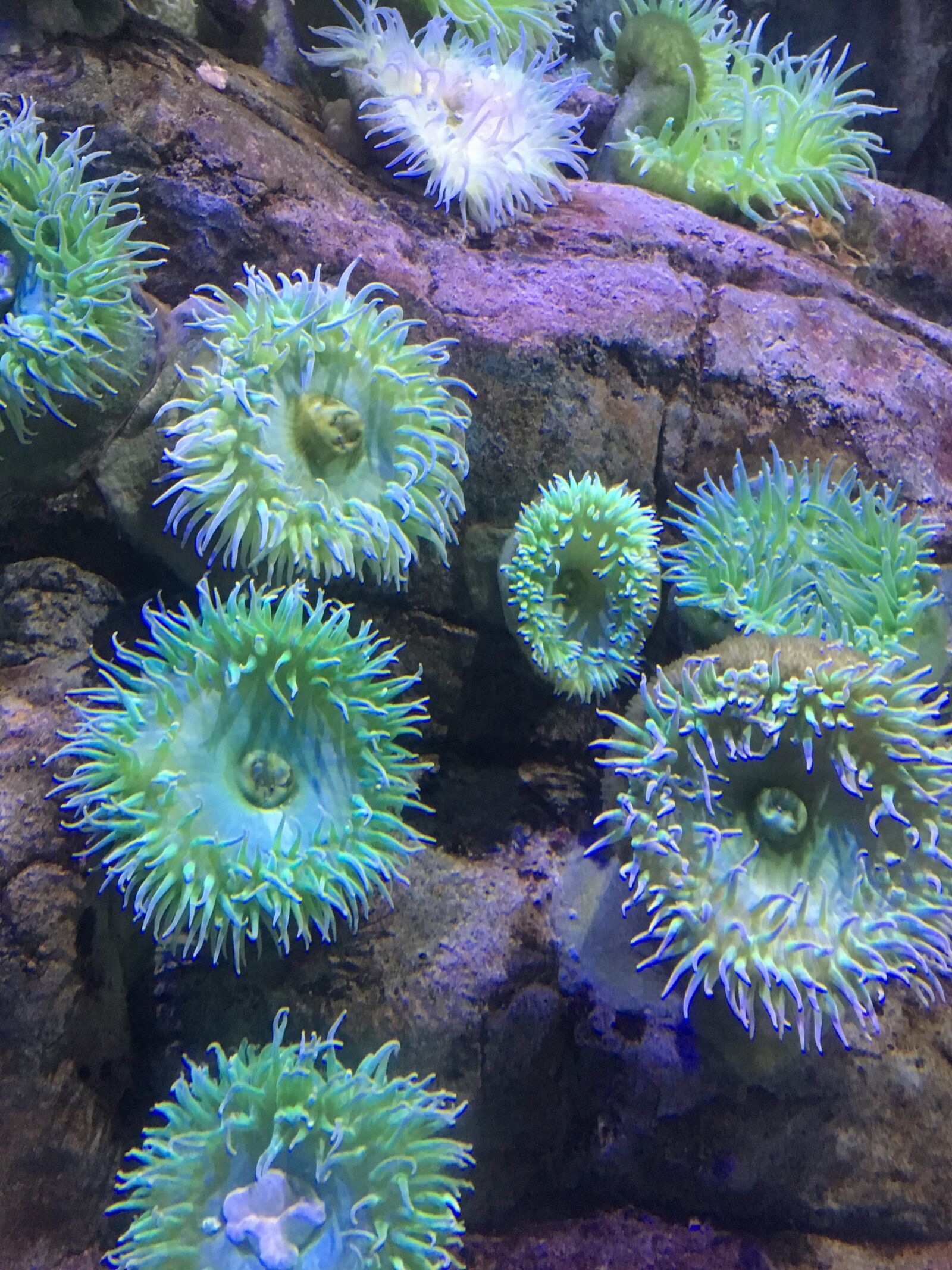 Apple iPhone 6s sample photo. Anemone, anemones, sea, anemone photography