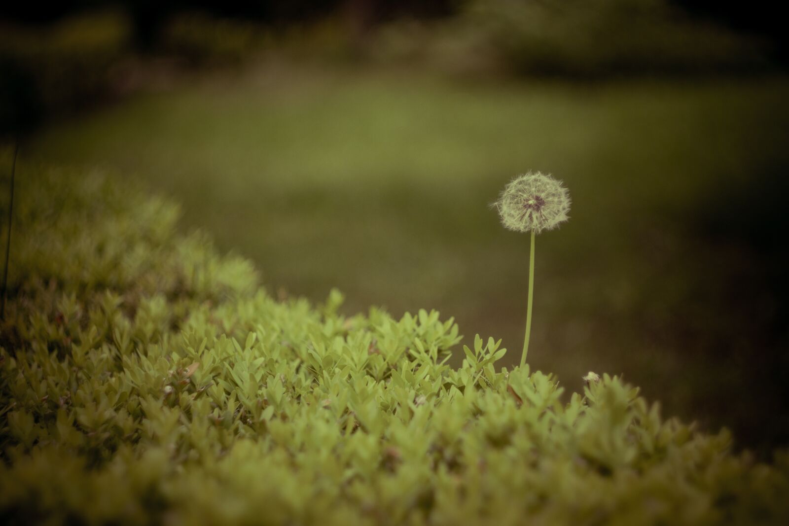 Fujifilm X-T3 sample photo. Dandelion, summer, tosca photography