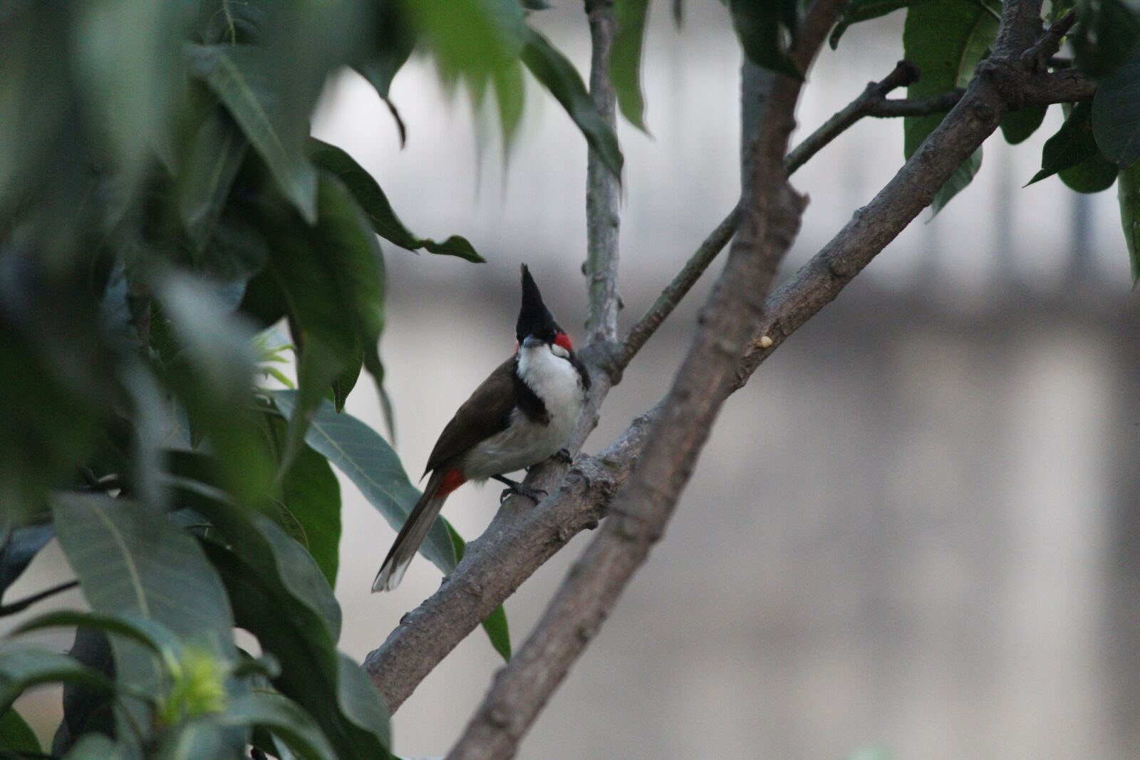 Canon EOS 1300D (EOS Rebel T6 / EOS Kiss X80) sample photo. Bird, lockdown story, nature photography