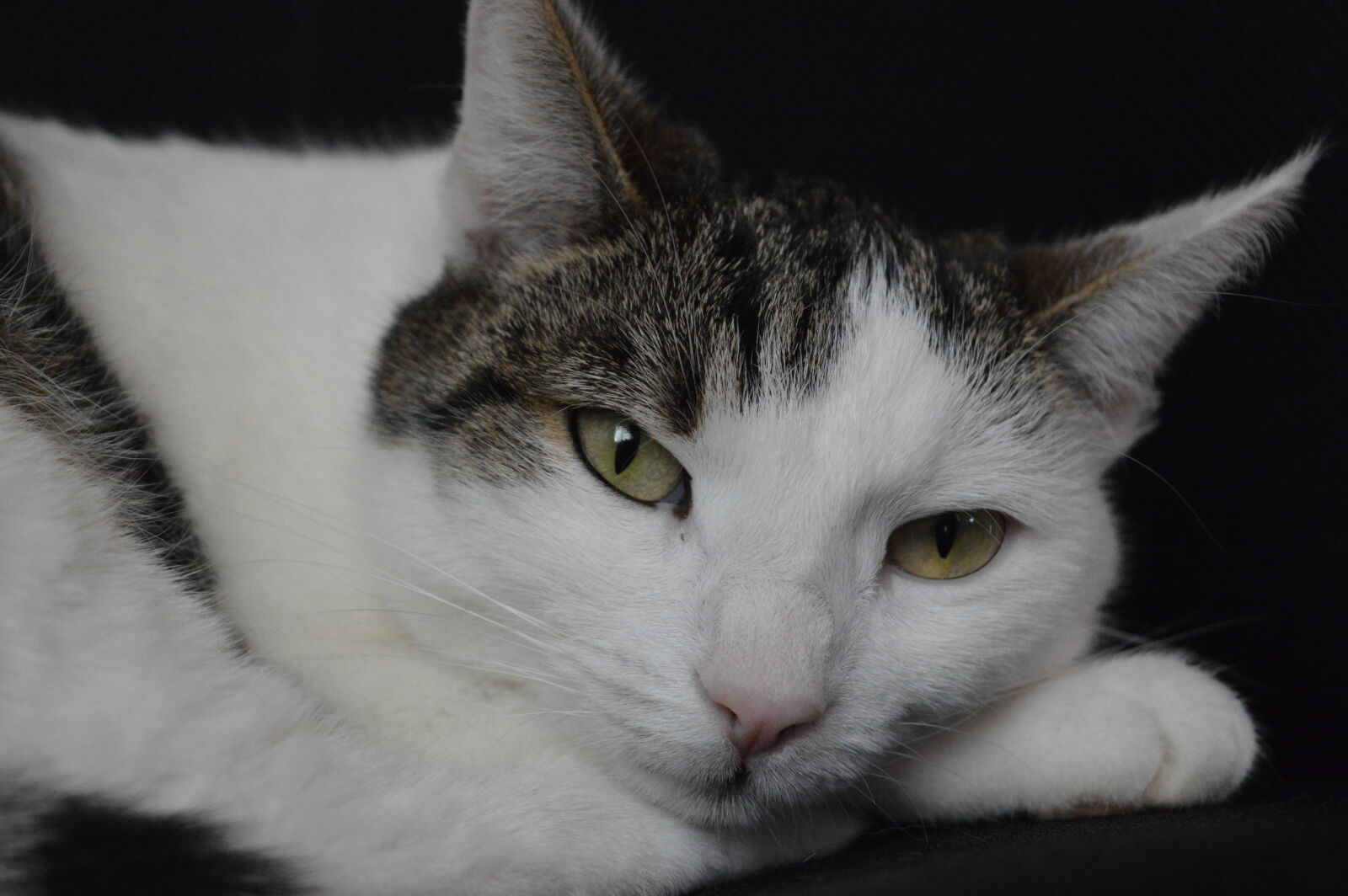 Nikon D3200 sample photo. Katze, minka photography
