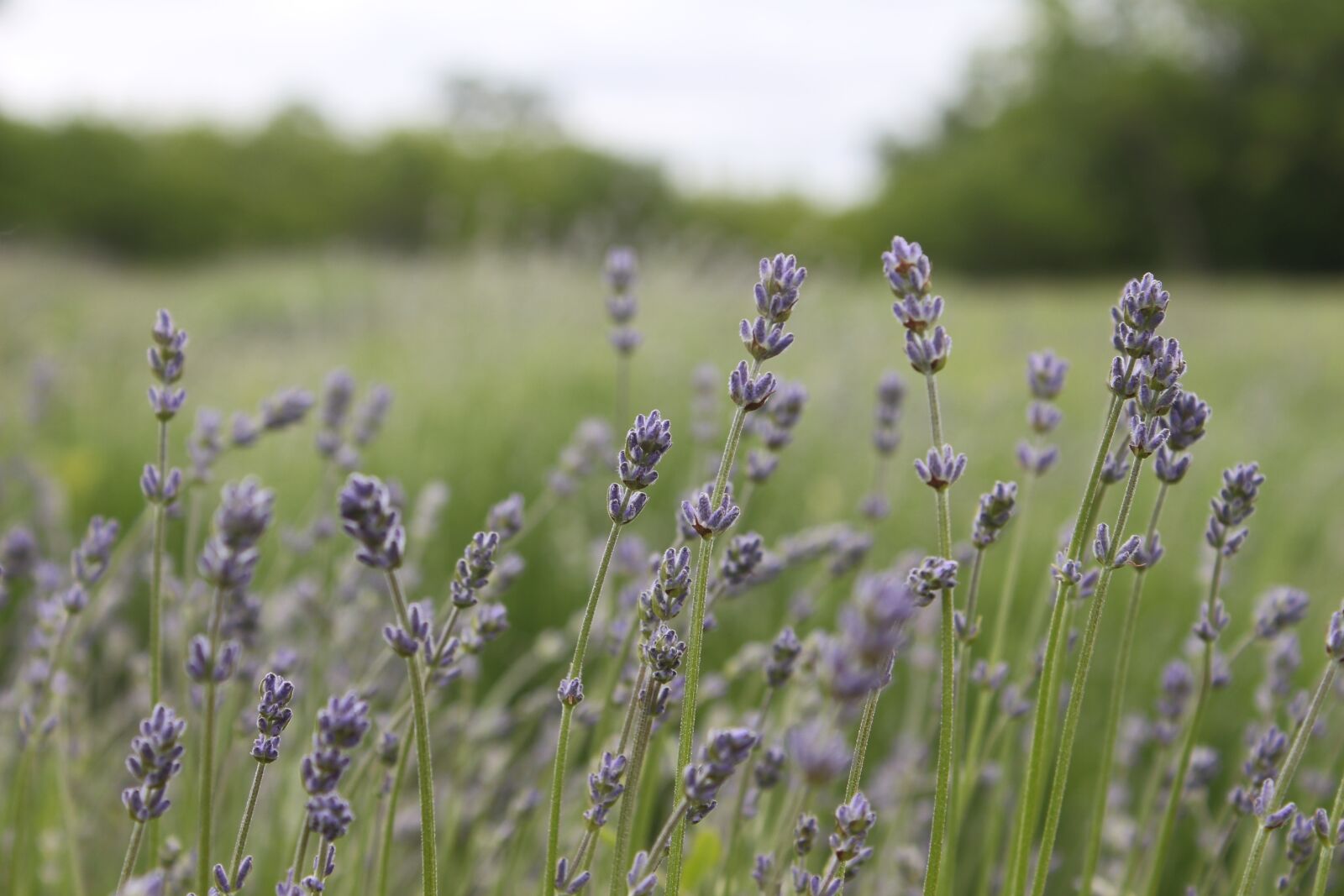 Canon EOS 650D (EOS Rebel T4i / EOS Kiss X6i) sample photo. Lavender, essential oils, nature photography