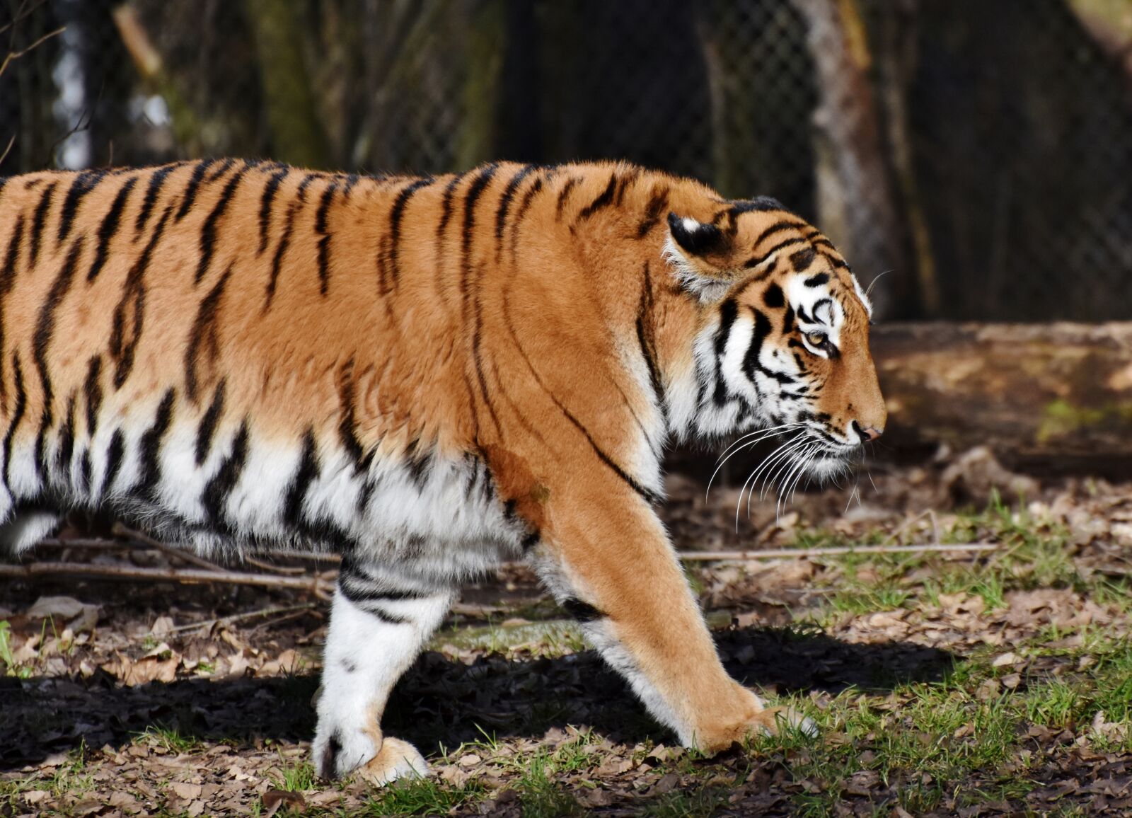 Nikon D7200 sample photo. Tiger, big cat, predator photography