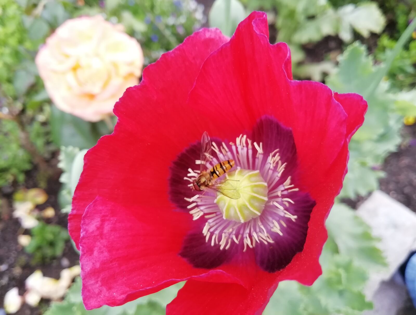 HUAWEI FIG-LX1 sample photo. Poppy, red, hoverfly photography