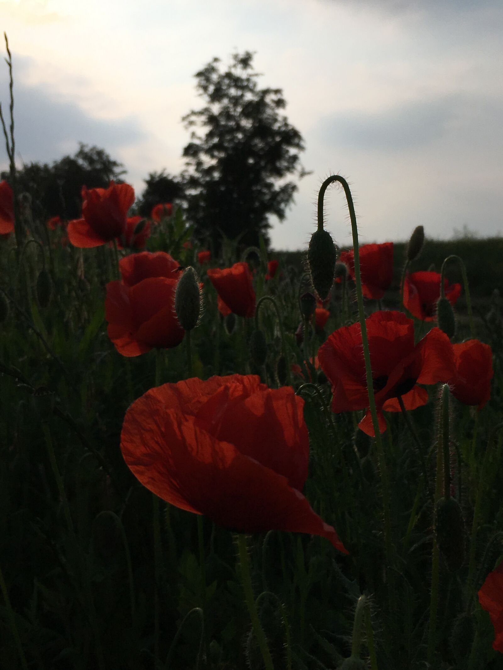 iPhone SE back camera 4.15mm f/2.2 sample photo. Poppy, abendstimmung, blossom photography