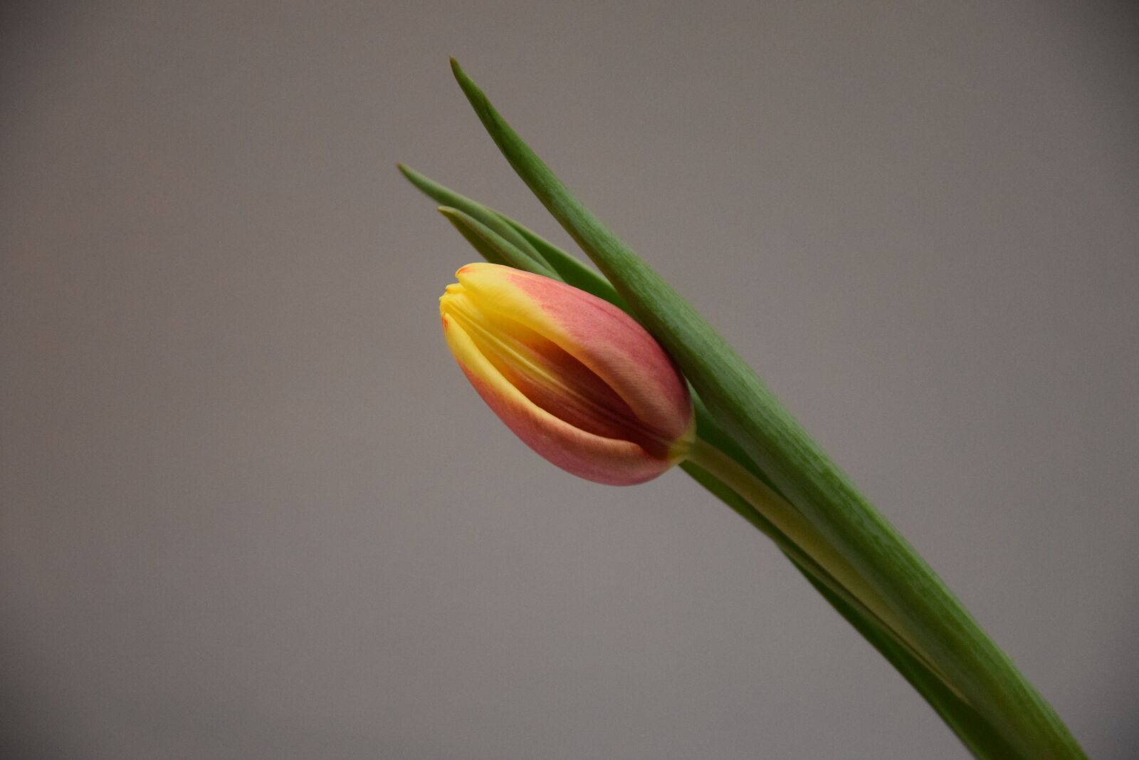 Nikon D3300 sample photo. Tulip, flower, netherlands photography