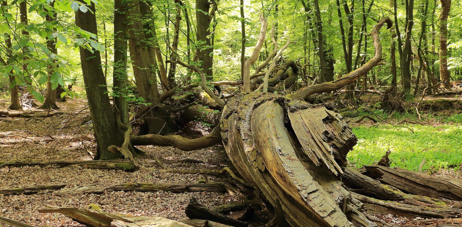 Canon EOS 700D (EOS Rebel T5i / EOS Kiss X7i) sample photo. Forest, root, nature photography