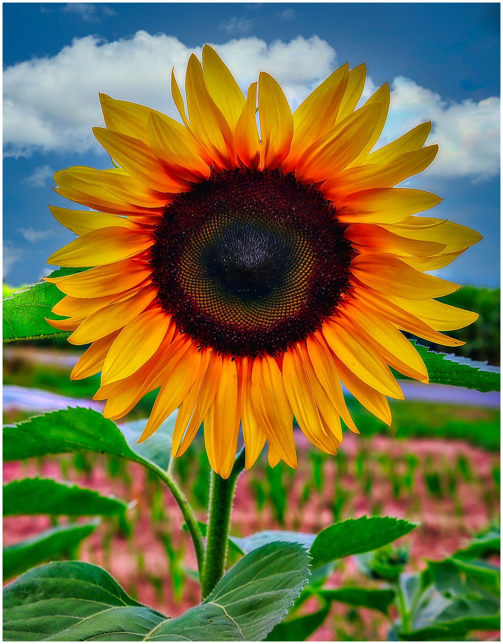 Canon EOS 200D (EOS Rebel SL2 / EOS Kiss X9) sample photo. Sunflower, yellow, blossom photography